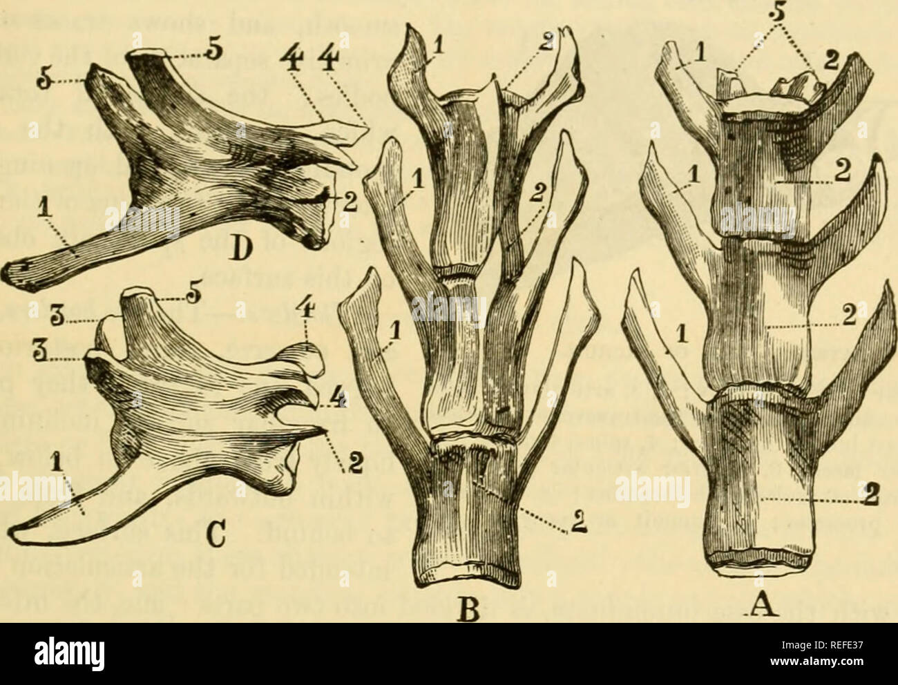 . The comparative anatomy of the domesticated animals. Horses; Veterinary anatomy. TEE VERTEBRA. 39 The transverse proceBsea incline very much forward and downward; tliey become longer from the first to the Becoiul-last bone ; in the latter tliey become contracted, and in the seventh vertebra tliey are still more diminished, and terminate in an obtuse point. The tubercle of the anterior articular process is extremely prominent, iin&lt;l the posterior notches are surmounted by a small, very acute prolongation, directed backwards, which becomes more developed towards tlie anterior vertebrae. Thi Stock Photo