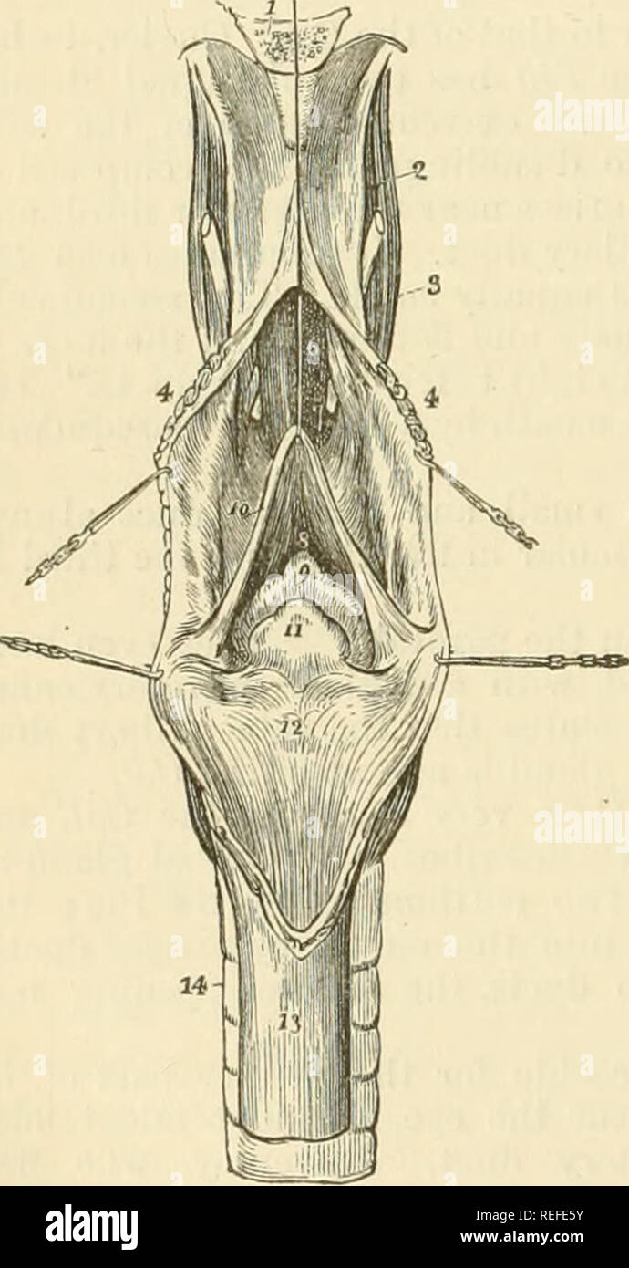 Page 3 Masseter High Resolution Stock Photography And Images Alamy