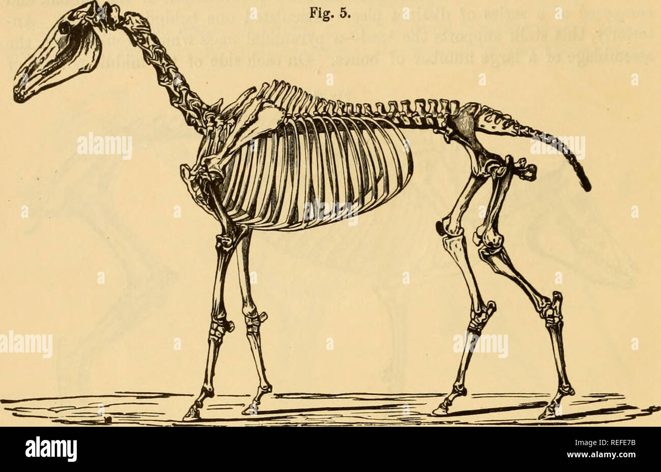 Haunch of horse hires stock photography and images Alamy