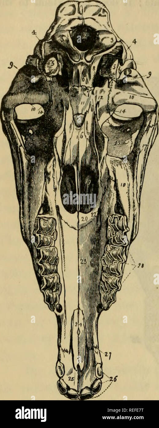 . The comparative anatomy of the domesticated animals. Veterinary anatomy. 66 THE BONES. shows the continuation of the foramen. These three faces Fig. 38.. POSTERIOR ASPECT OF HORSE'S SKULL. , Occipital tuberosity; 2, fora- men magnum; 3, 3, occipital condyles ; 4, 4, styloid pro- cesses ; 5, 5, petrous bone; 6, basilar process; 7, pterygoid fissure of the sphenoid bone ; 8, foramen lacerum ; 9, 9, supra- condyloid, or anterior mastoid process ; 10, 10, articular emi- nence, or temporal condyle; 11, body of sphenoid bone; 12, ptery- goid process ; 13, ethmoid bone ; 14, temporal bone and sphen Stock Photo