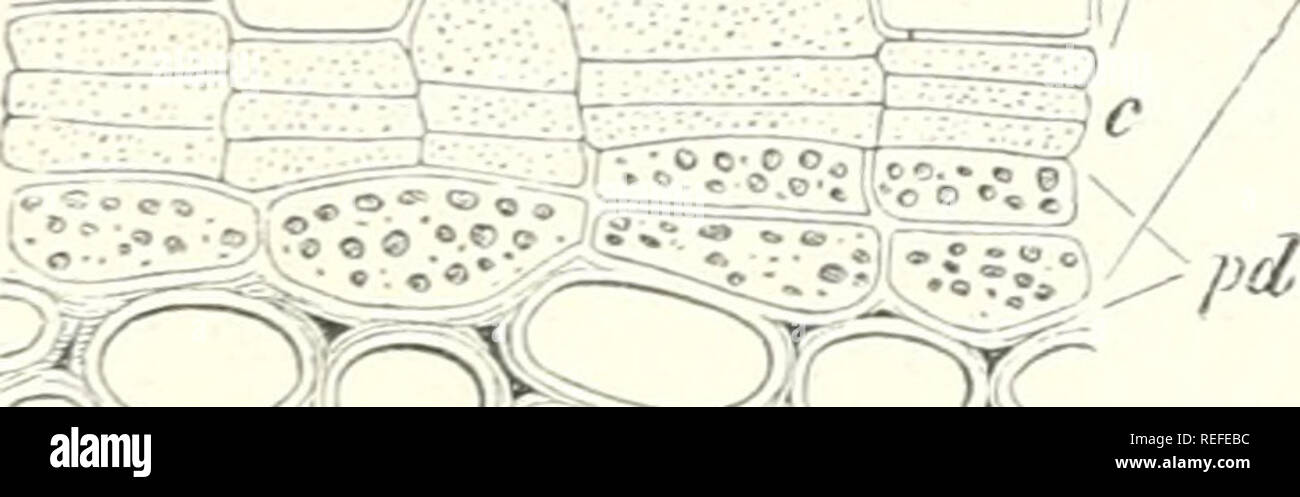 Plant epidermis transverse hi-res stock photography and images - Alamy