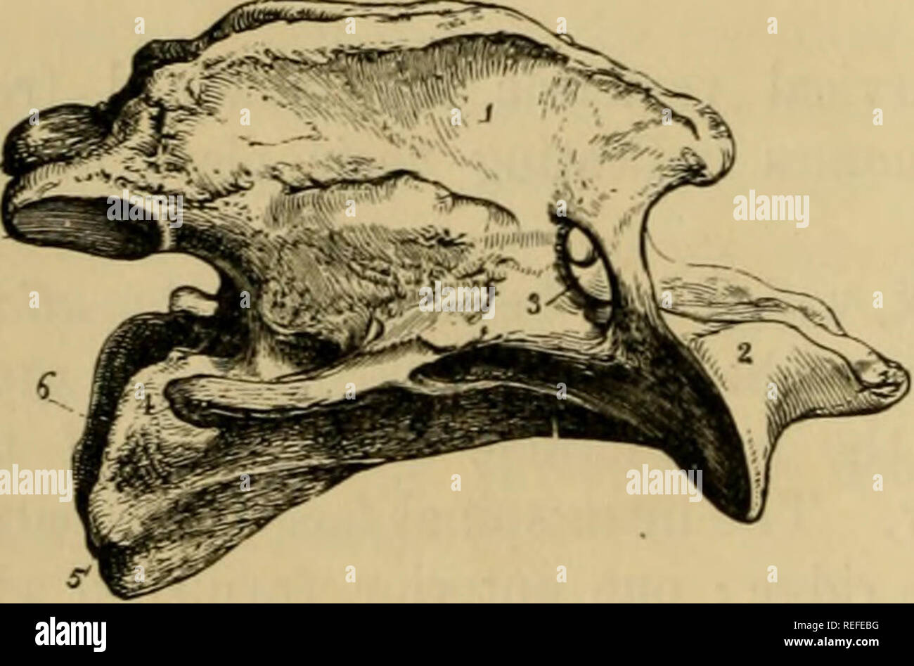 The comparative anatomy of the domesticated animals. Veterinary anatomy.  atlas; inferior sitrface. 1, Articular cavities for condyles of the  occipital bone; 2, articulai facet; 3, vertebral or antero-internal fora-  men ;