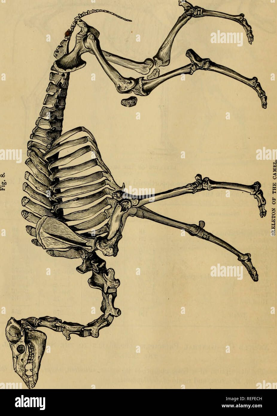 The comparative anatomy of the domesticated animals. Veterinary anatomy. 12  THE BONES. Name. The nomenclature of osteology does not rest on any basis  capable of confer- ring upon it a methodic