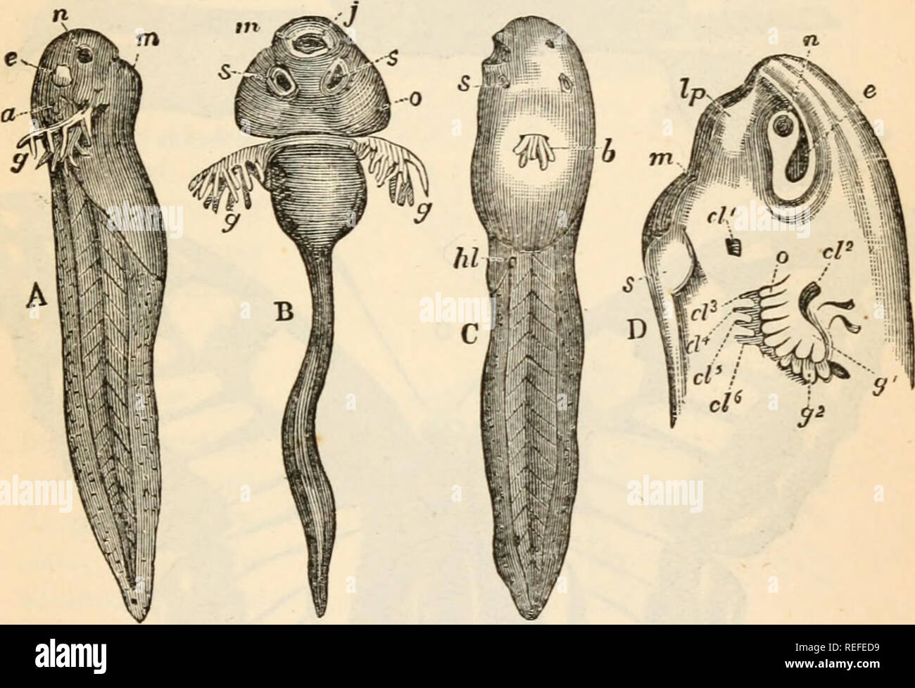 Comparative anatomy and physiology. Chap. XIV.] TADPOLES. clefts, we have a  creature with a long tail, a sucking mouth with horny jaws, and two suckers  below, and with external gills. In