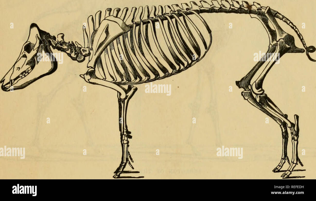 The comparative anatomy of the domesticated animals. Veterinary anatomy.  THE SKELETON. 9 The skeleton is divided into trunk and limbs. 1. The trunk  offers for consideration, in the middle line, the