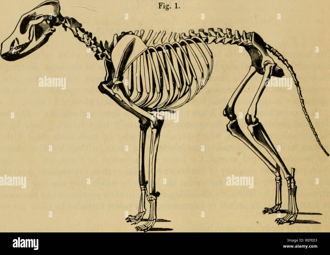 The comparative anatomy of the domesticated animals. Veterinary anatomy. 8  TEE BONES. ihQ general principles which should be known, in order to  comprehend the details of the special descriptions. Aeticle I.—The