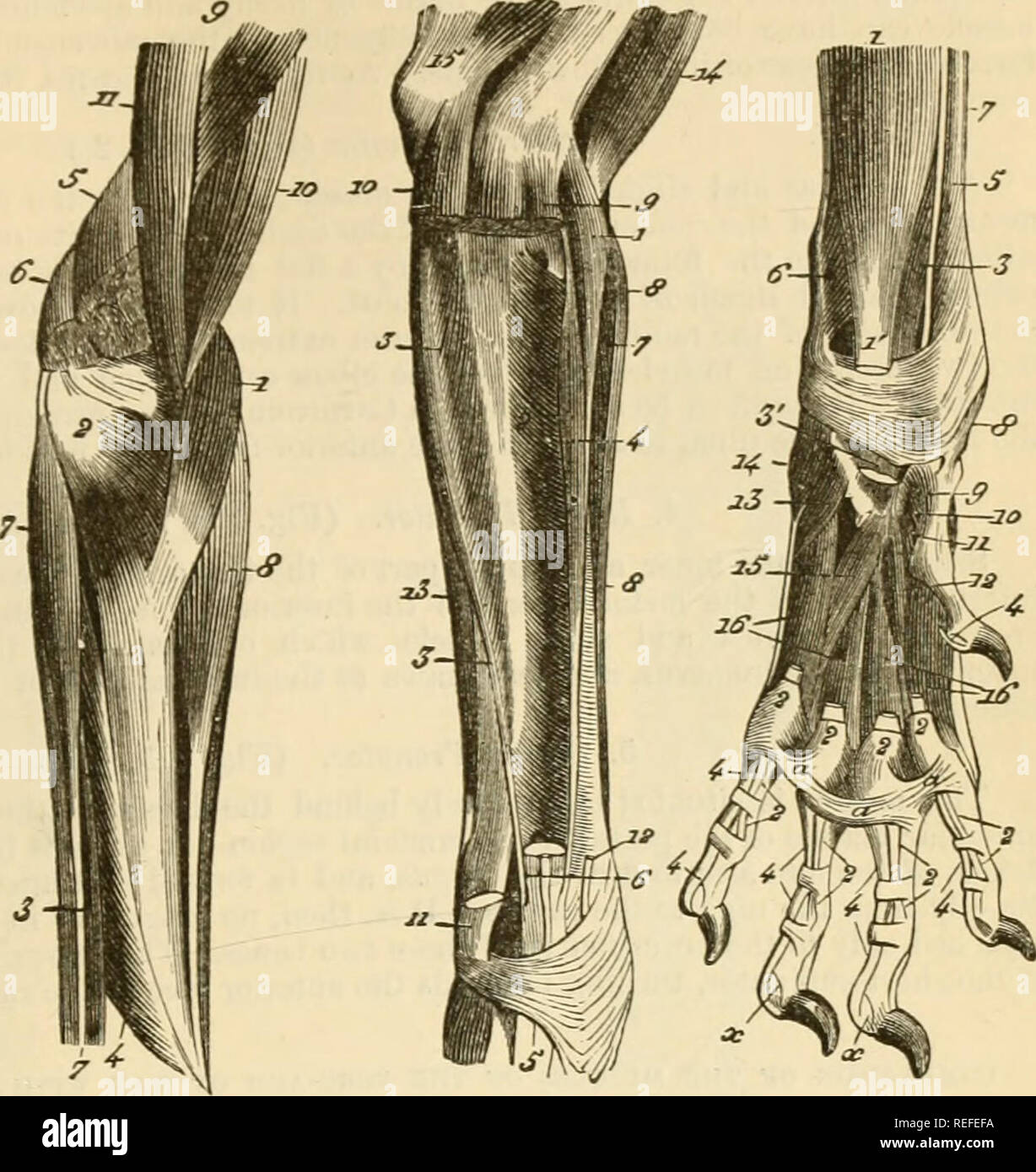 klud modtage Fatal The comparative anatomy of the domesticated animals. Veterinary anatomy.  MUSCLES OF THE ANTERIOR LIMBS. Fig. 125. B. C. D. 273. MUSCLES OF THE  FORE-ARM AXD PAW OF THE DOG. A. Aiiterior