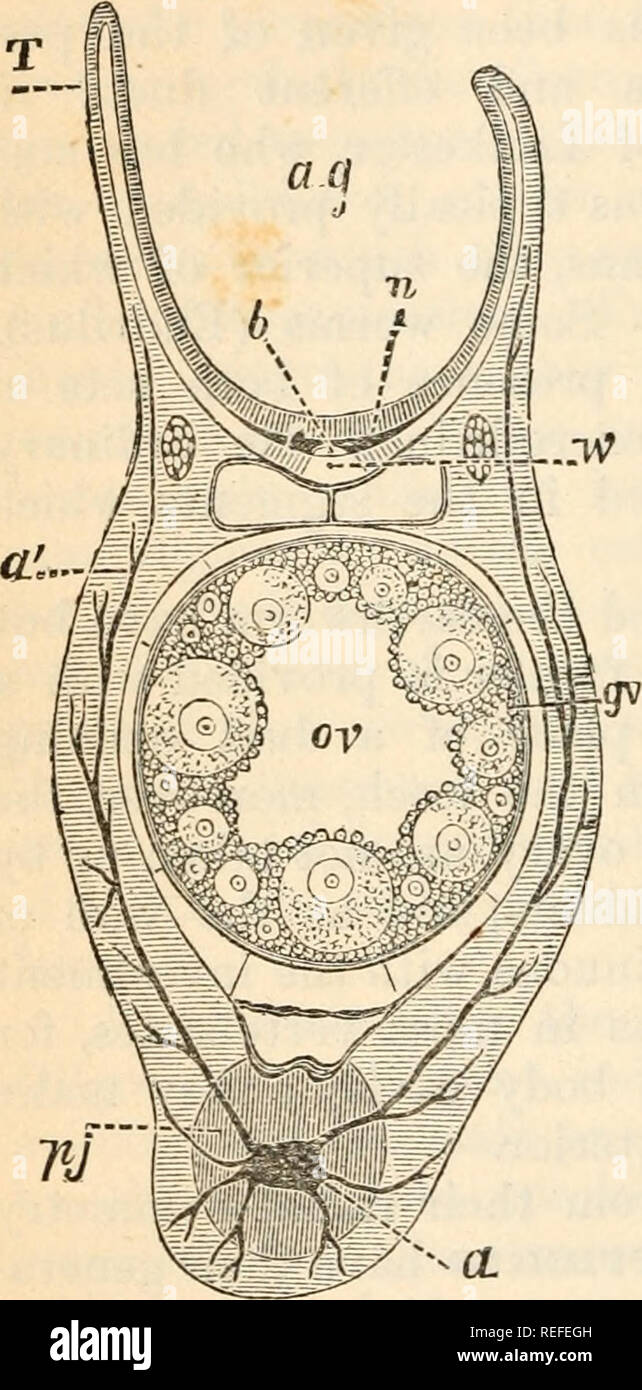 Genital glands hires stock photography and images Alamy