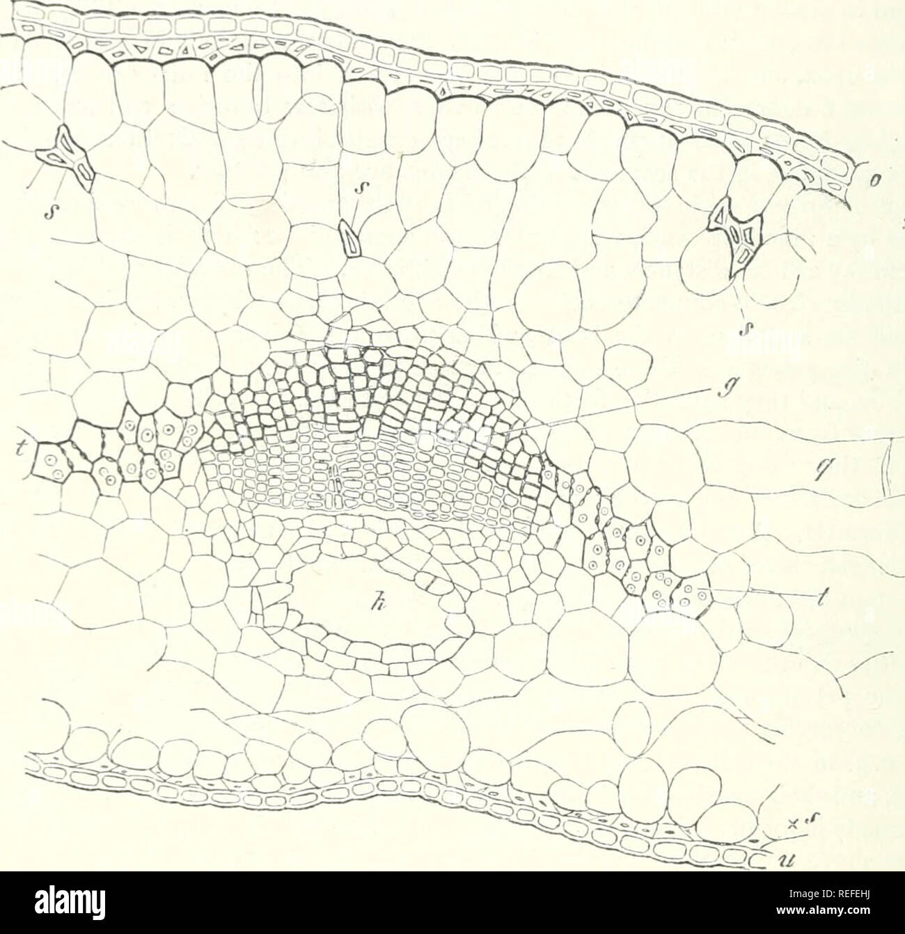 . Comparative anatomy of the vegetative organs of the phanerogams and ferns. Plant anatomy; Phanerogams; Ferns. 442 PRIMARF ARRANGEMENT OF TISSUES. Taxineae, the genera Saxegothea, Dacrydium, Podocarpus (excepting the section Nageia), and Tsiiga with exception of T. Douglasii Carr.—there is one constant resin-passage between the bundle and the epidermis of the lower surface of the leaf, either close to the latter, often as a keel or ridge projecting outwards as in species of Juniperus, Thuja, and Biota, or deeply embedded near to the bundle, as in Cunninghamia (Fig. 191). Besides these there a Stock Photo