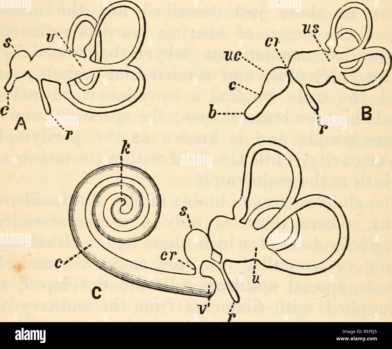 Canals amphibian hi-res stock photography and images - Alamy
