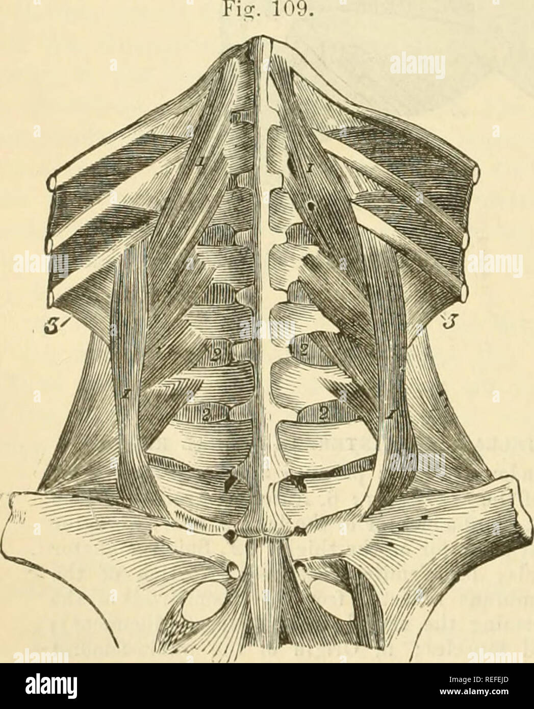 . The comparative anatomy of the domesticated animals. Veterinary