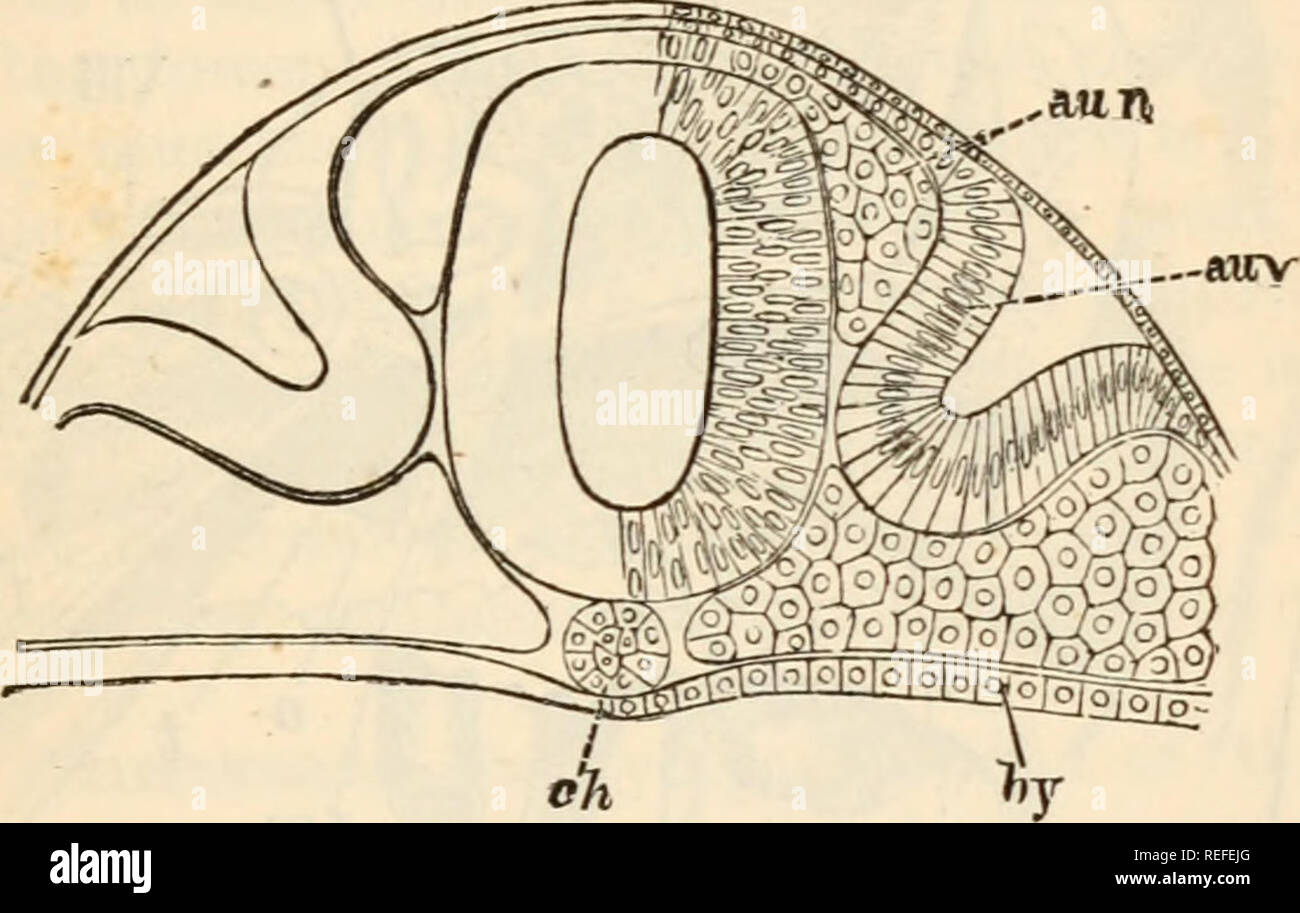 comparative-anatomy-and-physiology-chap-xii-ear-of-vertebrata