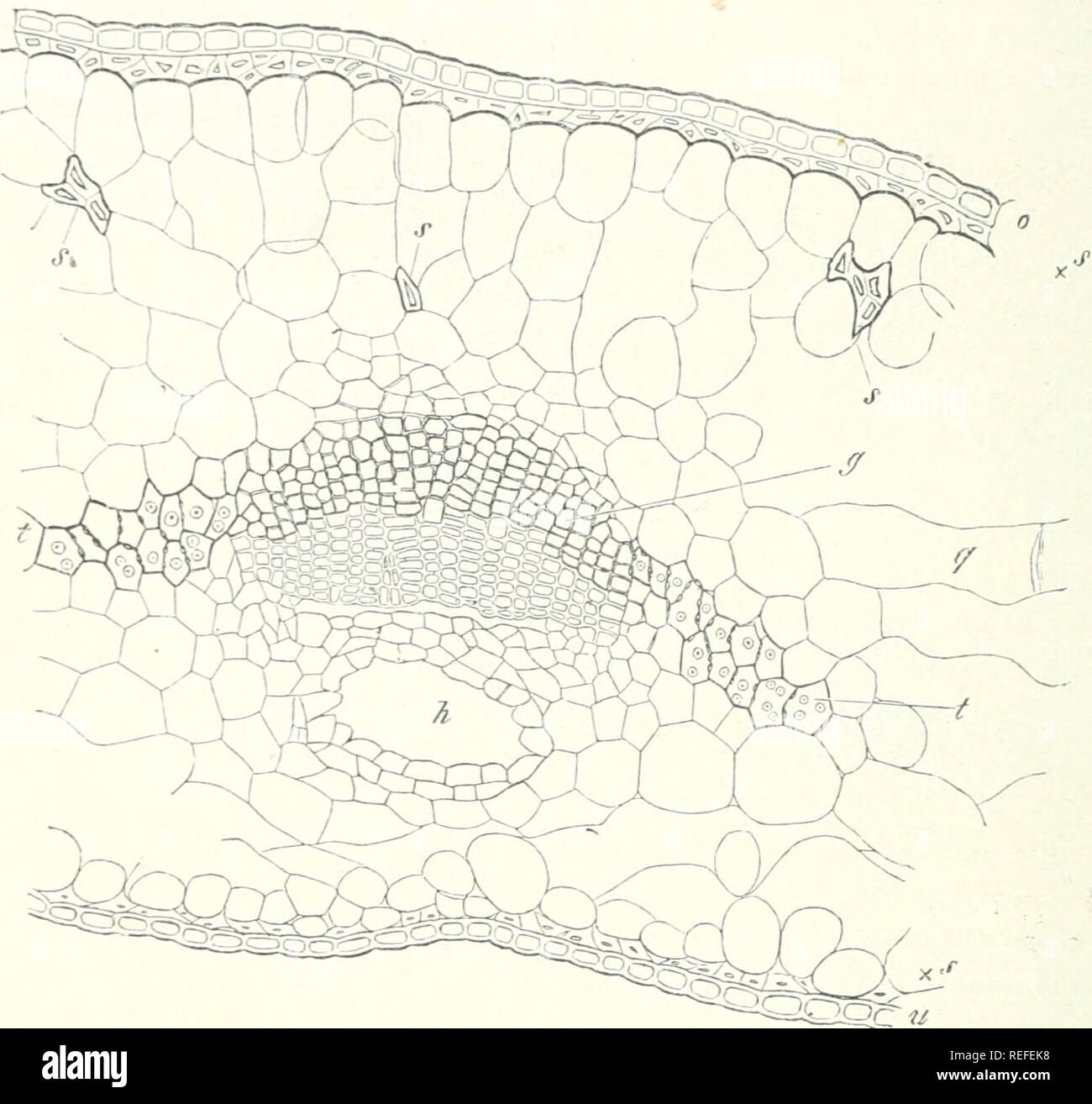 . Comparative anatomy of the vegetative organs of the phanerogams and ferns. Plant anatomy; Phanerogams; Ferns. 38o PRI^fARV ARRANGEMENT OF TISSUES. cells. The border is in fact curved round the xylem in Sciadopitys, Araucaria brasiliensis, Cryptomeria, and Dammara; round the phloem in Abies pectinata and Pinsapo. In Abies excelsa and the Pines (P. silvestris, Laricio) it is split as it were into two plates on each side at its place of attachment, which, in a manner still to be more accurately described, are bent, the one round the xylem, the other round the phloem, so that the pair of bundles Stock Photo