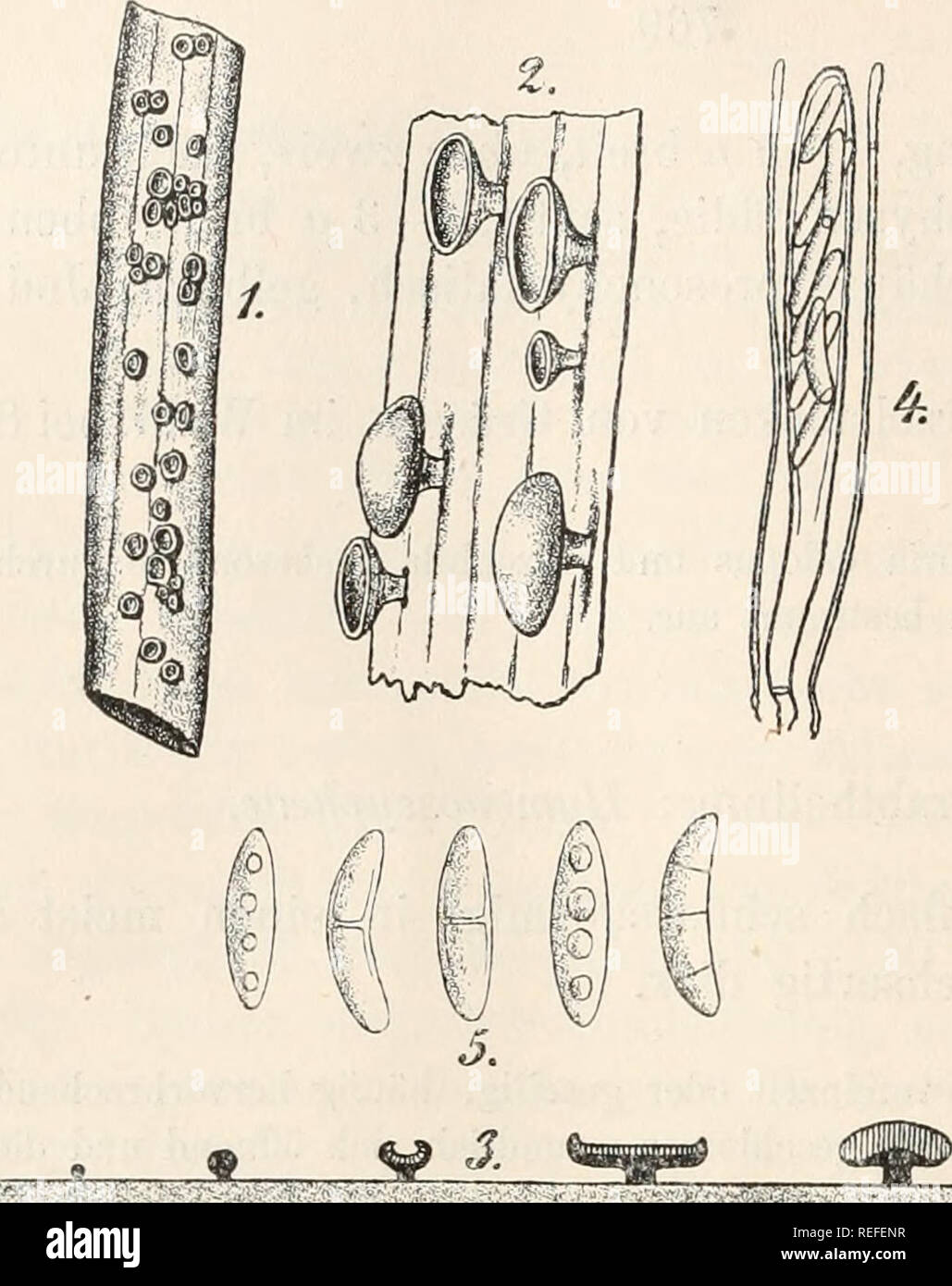 . Dr. L. Rabenhorst's Kryptogamen-Flora von Deutschland, Oesterreich und der Schweiz. Cryptogams -- Germany; Cryptogams -- Austria; Cryptogams -- Switzerland. Fig. 1—5. Helotium herbar um. Fig. 1, Ein Stengelstück von Brennnessel mit dem Pilz in natür- licher Grösse. Fig. 2. Ein Theil davon mit Apothecien. Fig. 3. Längsschnitt durch Apothecien. Fig. 4. Schlauch mit Para- physen. Fig. 5.S^oven. (Fig. 2 u. 3 etwas, Fig. 4 u. 5 stark ver- grössert. Sämmtliche Original-Zeichnungen nach der Natur; nur der Schlauch in Fig. 4 nach Brefeld, Myc. Unters. X. tab. XII, fig. 27).. Please note that these i Stock Photo