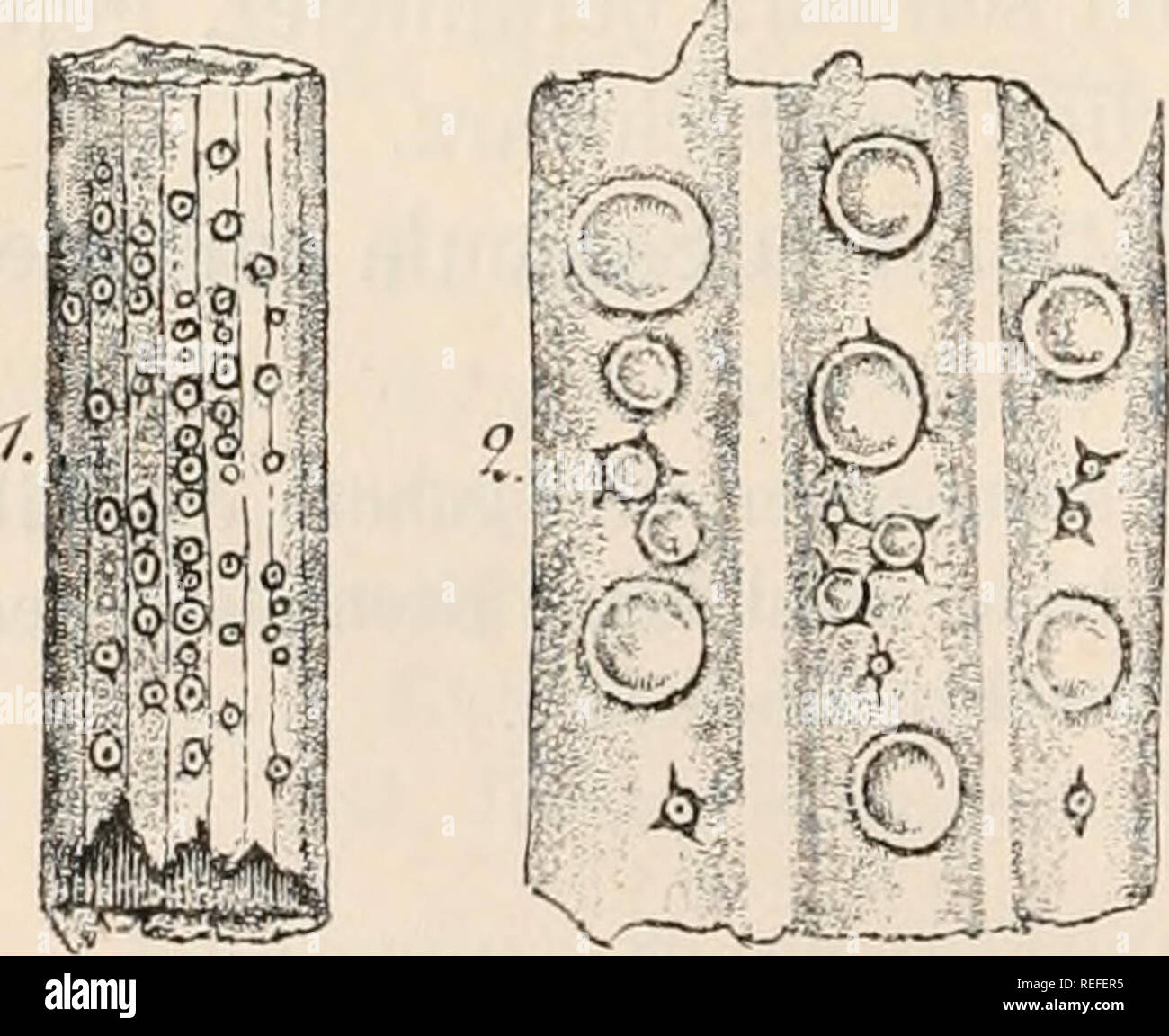 . Dr. L. Rabenhorst's Kryptogamen-Flora von Deutschland, Oesterreich und der Schweiz. Cryptogams -- Germany; Cryptogams -- Austria; Cryptogams -- Switzerland. 604 tretend, äusseiiich dunkelbraim, anfangs krugförmig. Gehäuse am Eand mit mehr weniger stark faserig verlängerten Zellreihen, ganz selten äusserlich mit Borsten besetzt. Schlüssel zum Bestimmen der Gattungen. a Apothecien wachsartig, trocken stark ein- gerollt, aussen braun. a. Sporen einzellig. * Gehäuse am Rand mit faserig verlänger- ten, auseinandertretenden Zellreihen . ** Gehäuse äusserlich und am Rand mit einzelnen braunen Borst Stock Photo