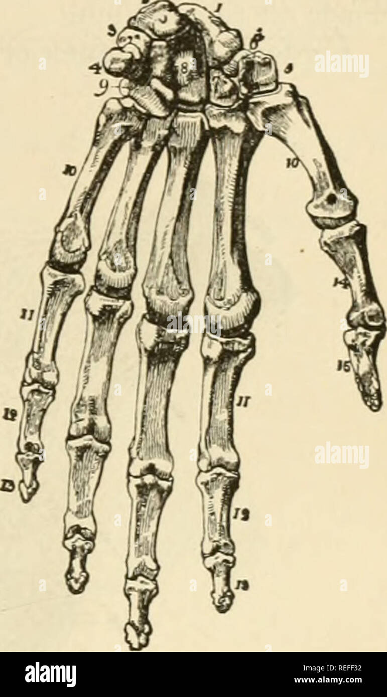 . The comparative anatomy of the domesticated animals. Veterinary ...