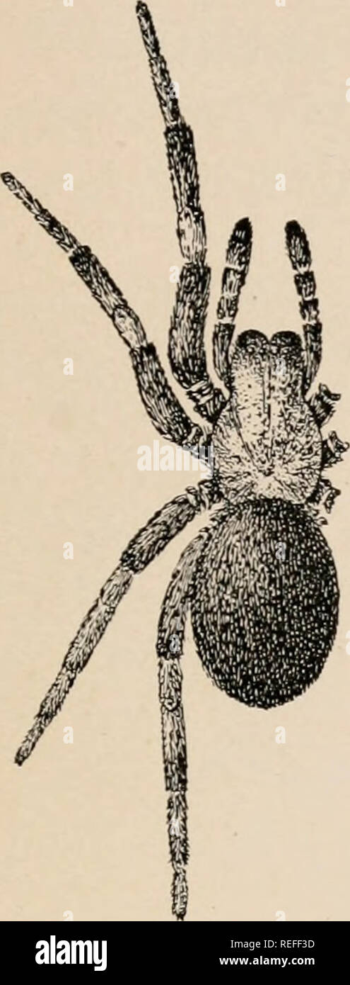 . The common spiders of the United States. Spiders -- United States. THE CINIFLONID^, OR CRIBELLATA 215. Amaurobius ferox.—This lives in houses and is probably an imported species, as it is more common in Europe. It grows a little larger than sylvcstris (fig. 489), and the head is a little more narrowed in front of the legs. The colors and markings are much as in sylvestris, but the abdomen is often darker, and the middle light stripe on the front more distinct. The epigynum has a larger middle lobe, and the lateral lobes are straighter and do not meet in the middle. The males are colored like Stock Photo