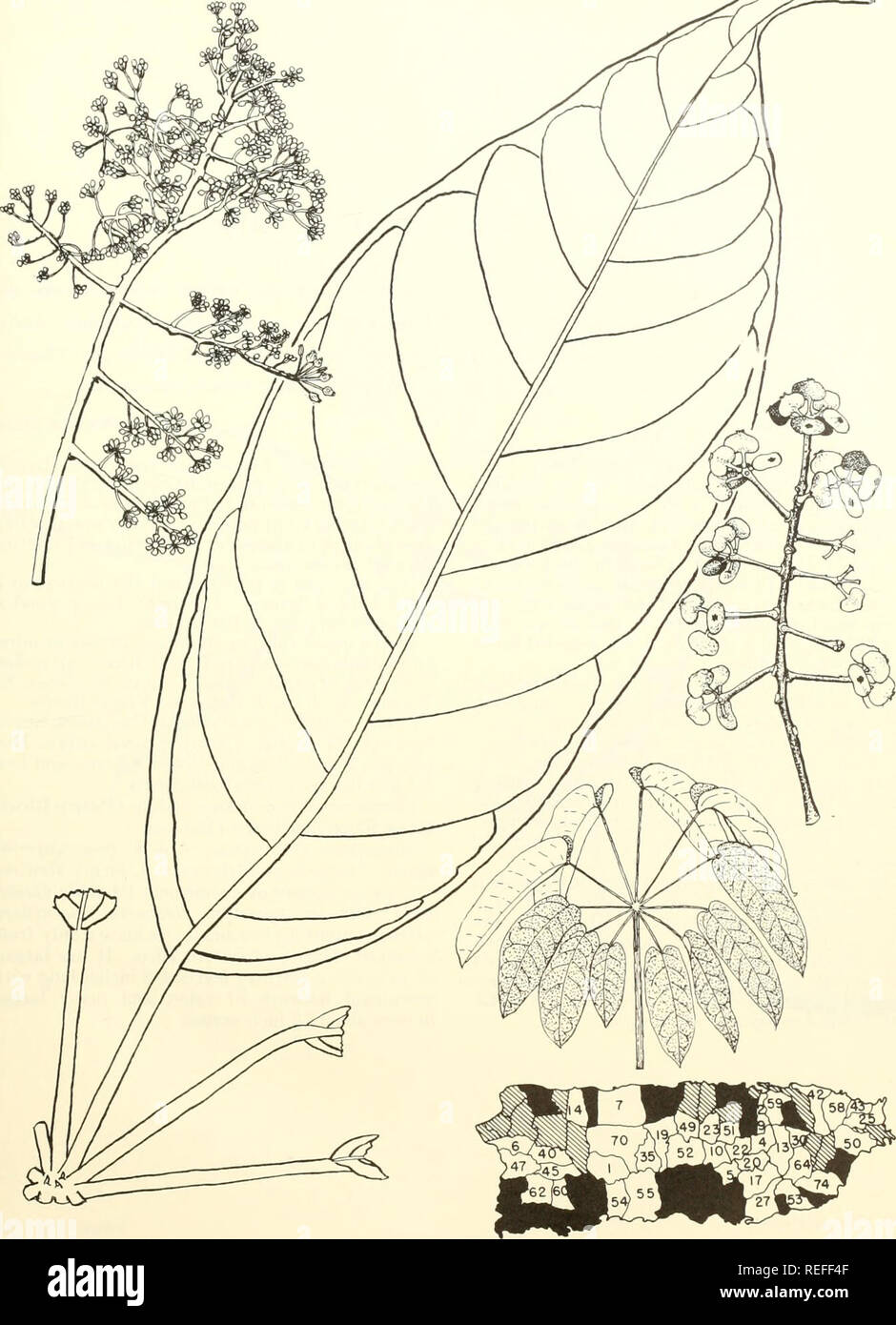 . Common trees of Puerto Rico and the Virgin Islands. Trees -- Puerto Rico; Trees -- Virgin Islands of the United States. 201. Yagrumo macho, matchwood Didnmopanax morototoni (Aubl.) Decne. &amp; Planch. Flowers, leaflet, and fruits, two-thirds natural size; immature leaf (lower right), reduced. 429. Please note that these images are extracted from scanned page images that may have been digitally enhanced for readability - coloration and appearance of these illustrations may not perfectly resemble the original work.. Little, Elbert Luther, 1907-; Wadsworth, Frank H. (Frank Howard). Washington, Stock Photo
