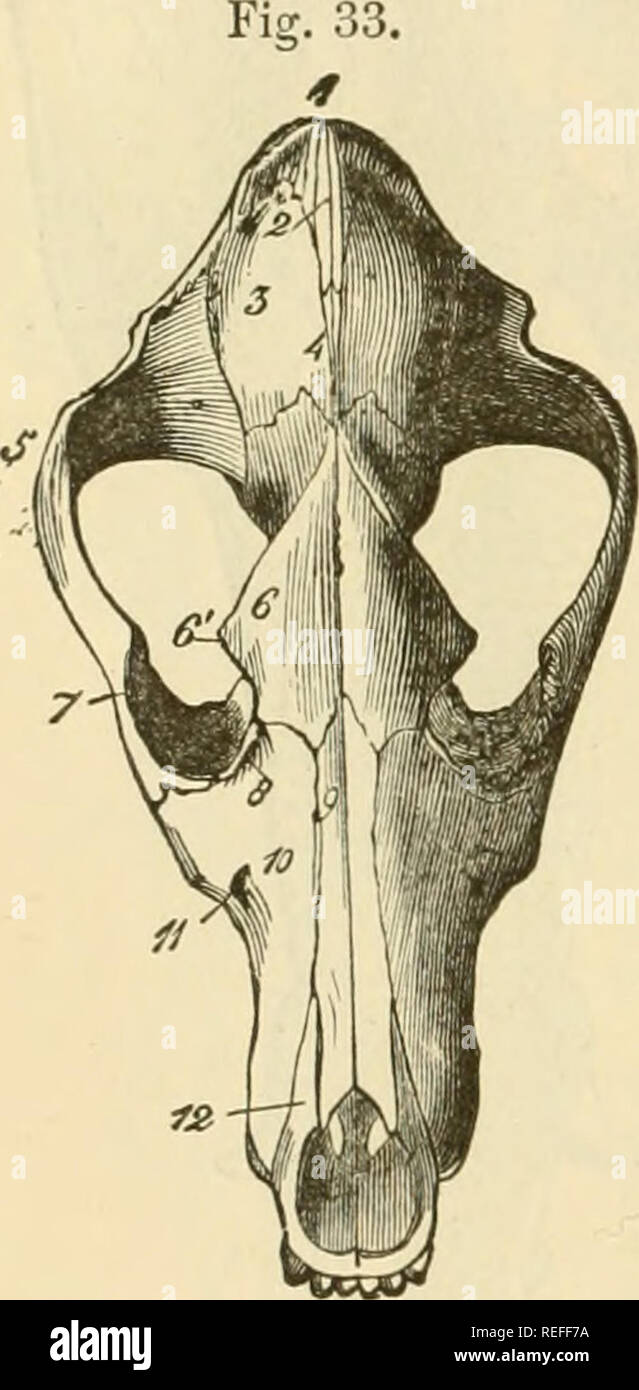 . The comparative anatomy of the domesticated animals. Veterinary anatomy. 62 THE BONES. origin of the superior curved lines is very elevated and strong. The cervical tuberosity of the external occipital protuberance is absent or little marked; the styloid processes are short, and well deserve tlie name of jugular eminences. TJie foramen lacerum is divided into two portions by the mastoid protuberance, and the basilar process is wide, long, and tliick, and hollowed on tlie side by a channel tliat joins a similar one in the temporal bone to form a large venous canal. This last communicates, beh Stock Photo