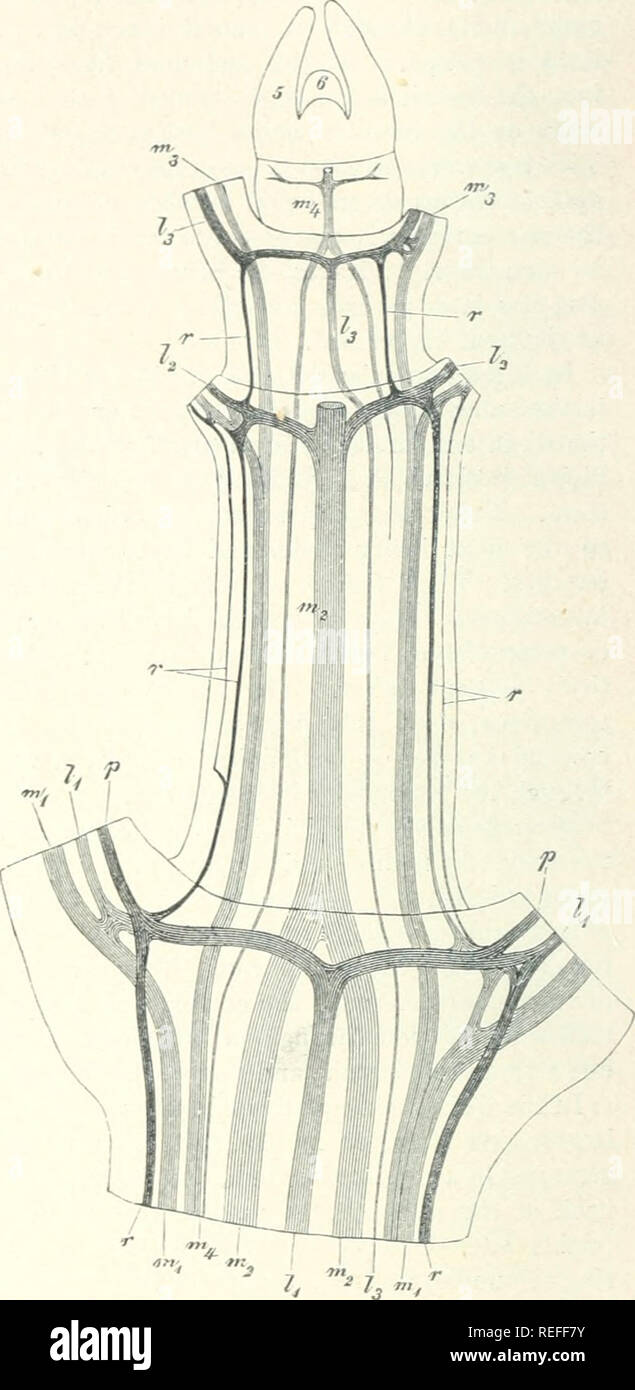 . Comparative anatomy of the vegetative organs of the phanerogams and ferns. Plant anatomy; Phanerogams; Ferns. Fig. 114.—Centradenia rosea. End of a shoot, halved longitudinally; the three lower pairs of leaves and the epi- dermis removed, made transparent by potash, and seen from ivitkout. The pairs of leaves and the bundles belonging to them numbered in order ; m the median ones, / the lateral bundles. One leaf of the fourth pair (4) covers the growing-point In the node of pair 3 the transverse girdle is as yet imperfectly developed. Further description in the text. Magnified about 25. Fig. Stock Photo