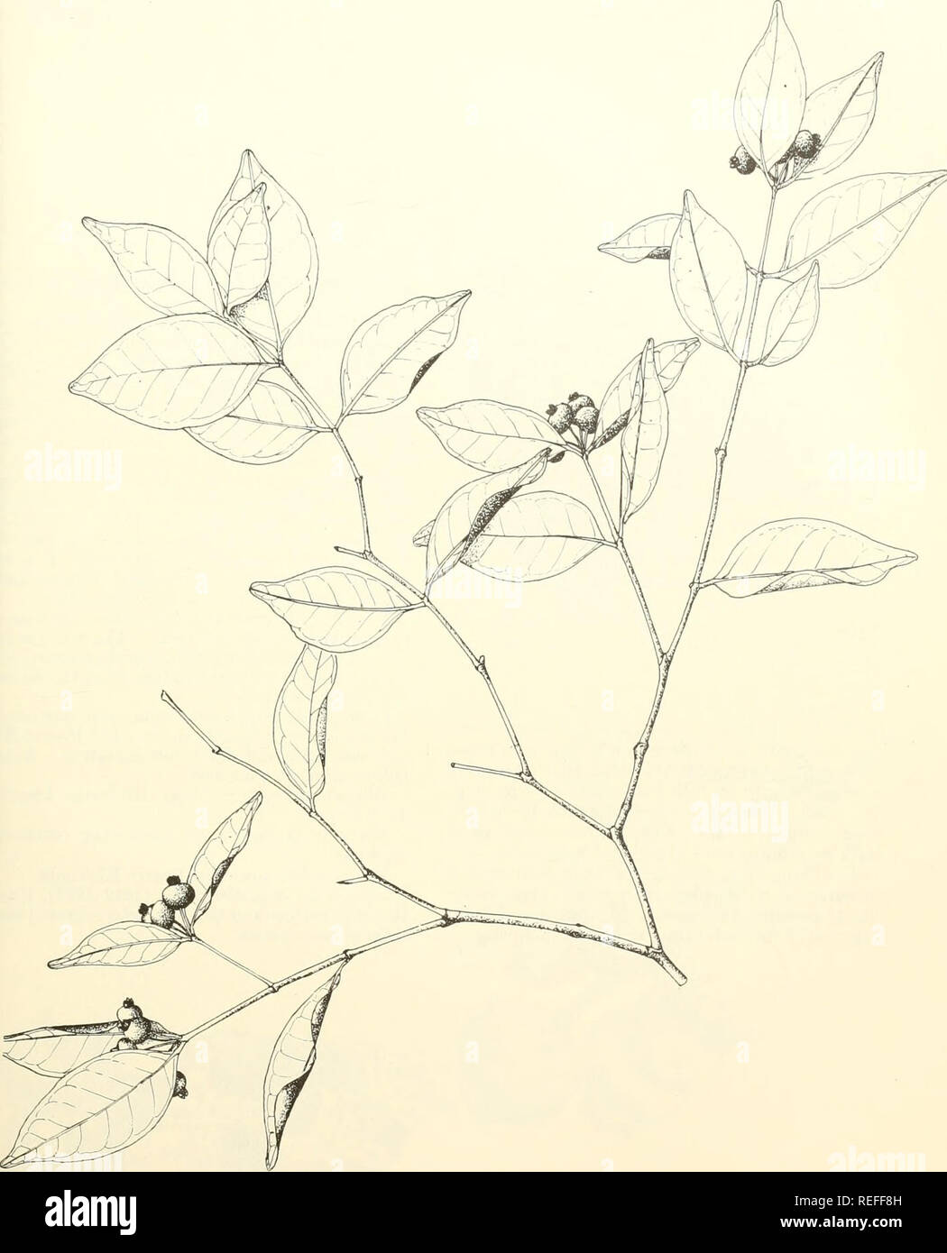 . Common trees of Puerto Rico and the Virgin Islands. Trees -- Puerto Rico; Trees -- Virgin Islands of the United States. 190. Hoja menuda, spleeberry eugenia 687-921 0—64^ /27 Natural size. Eugenia rhombea (Berg) Krug &amp; Urban 407. Please note that these images are extracted from scanned page images that may have been digitally enhanced for readability - coloration and appearance of these illustrations may not perfectly resemble the original work.. Little, Elbert Luther, 1907-; Wadsworth, Frank H. (Frank Howard). Washington, D. C. : U. S. Dept. of Agriculture, Forest Service Stock Photo