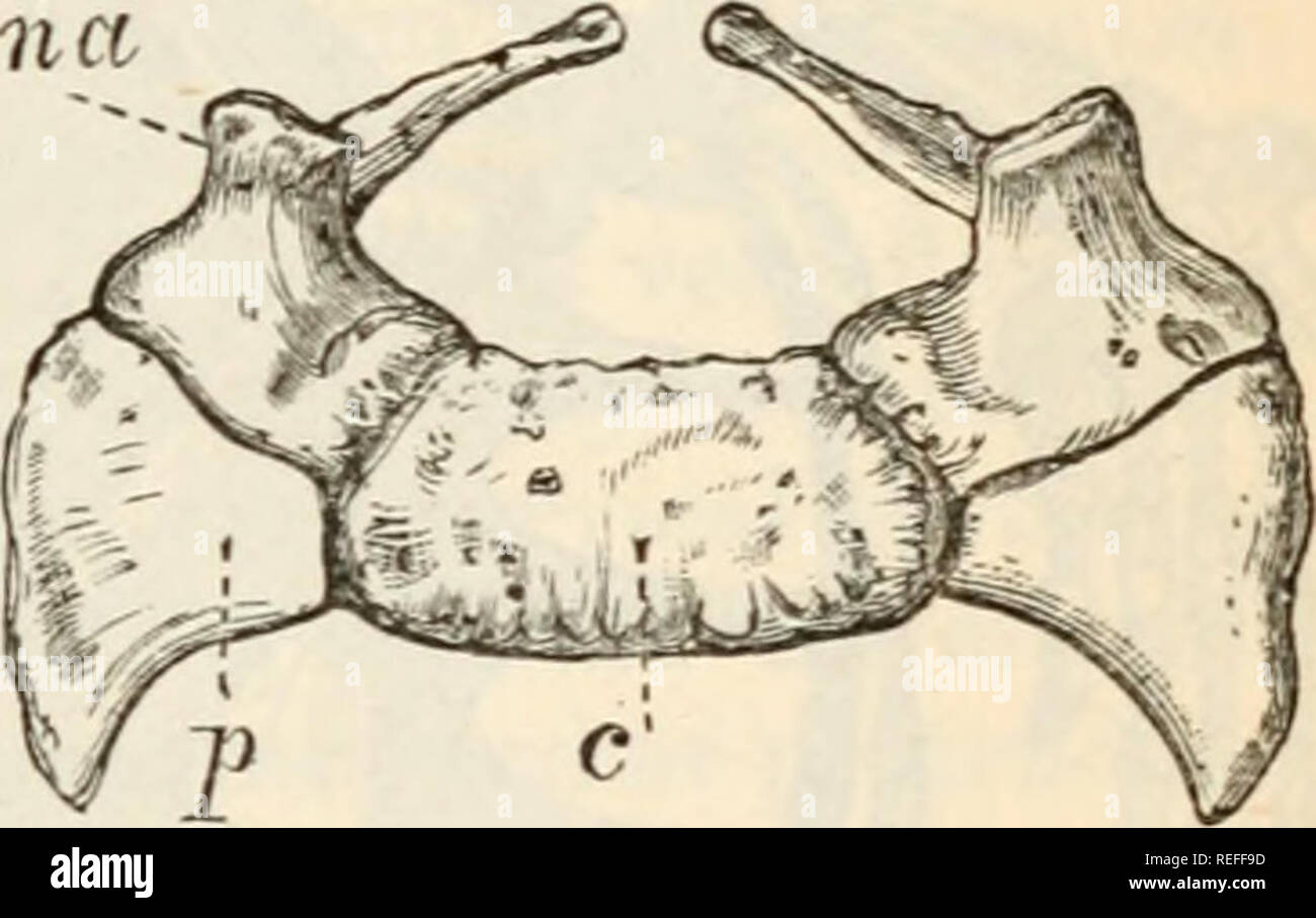 . Comparative anatomy and physiology. Chap. IX. ] VER TEBR AL COL UMN ...
