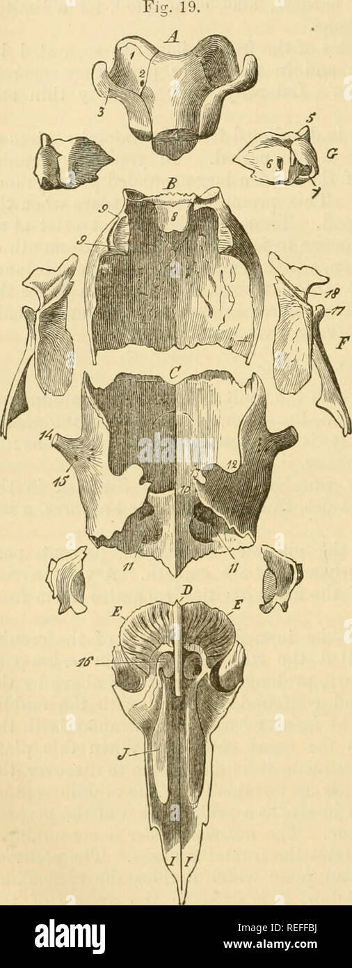 . The comparative anatomy of the domesticated animals. Veterinary anatomy. 38 THE BONES. tuberosities placed on each side of the perpendicular lamina, and offering for study a middle portion, a base, and a summit. Each of these is formed by an assemblage of numerous, extremely thin, osseous plates, curved into small and very fragile convolutions. These, elongated from above to below, become lonf^er as they are more anterior ; they are attached by their superior extremities to the transverse plate which separates the cranium from the nasal cavities, and by one of their borders to a thin leaf of Stock Photo