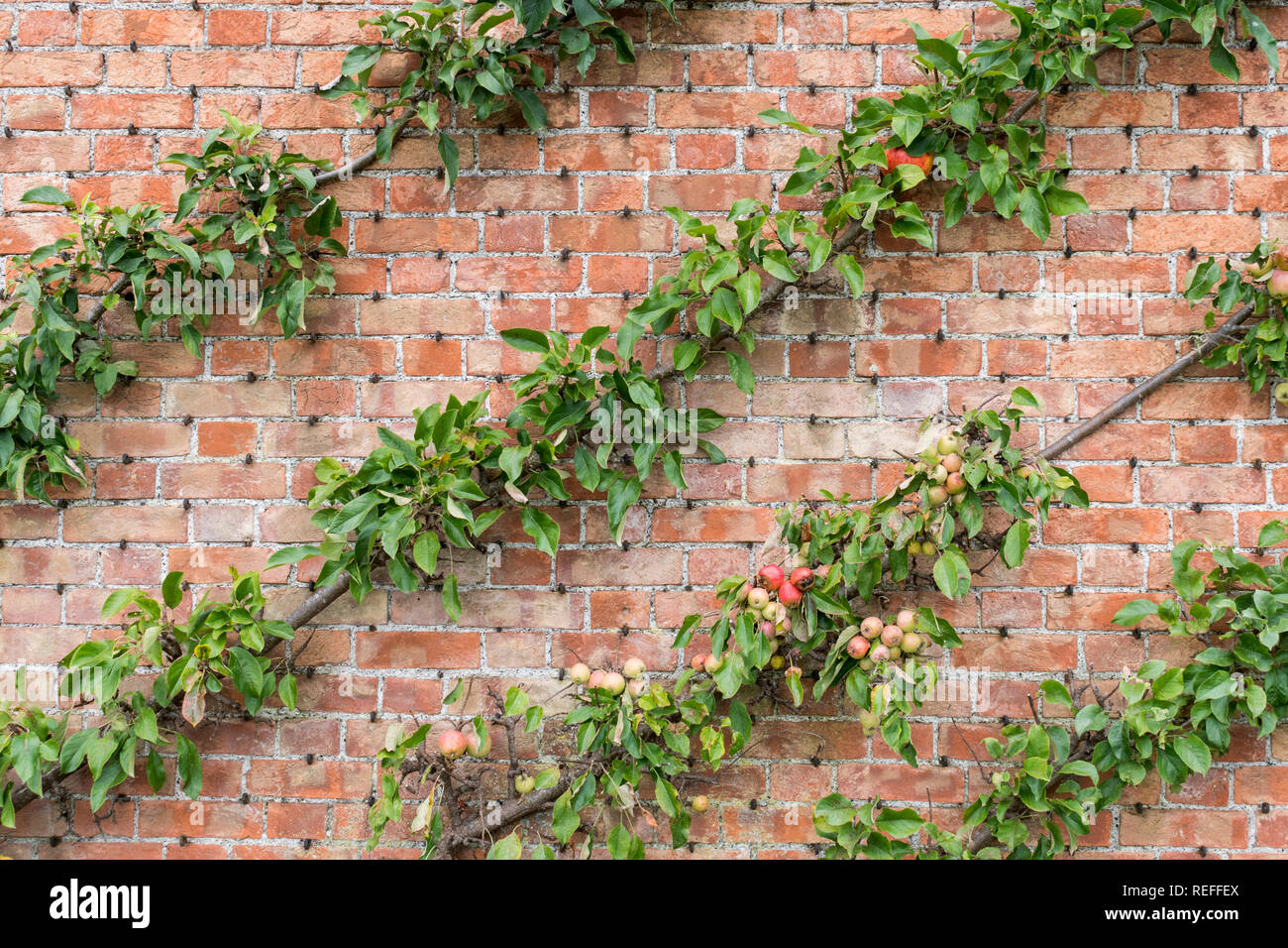 Espaliered Apple Tree on a red brick wall Stock Photo