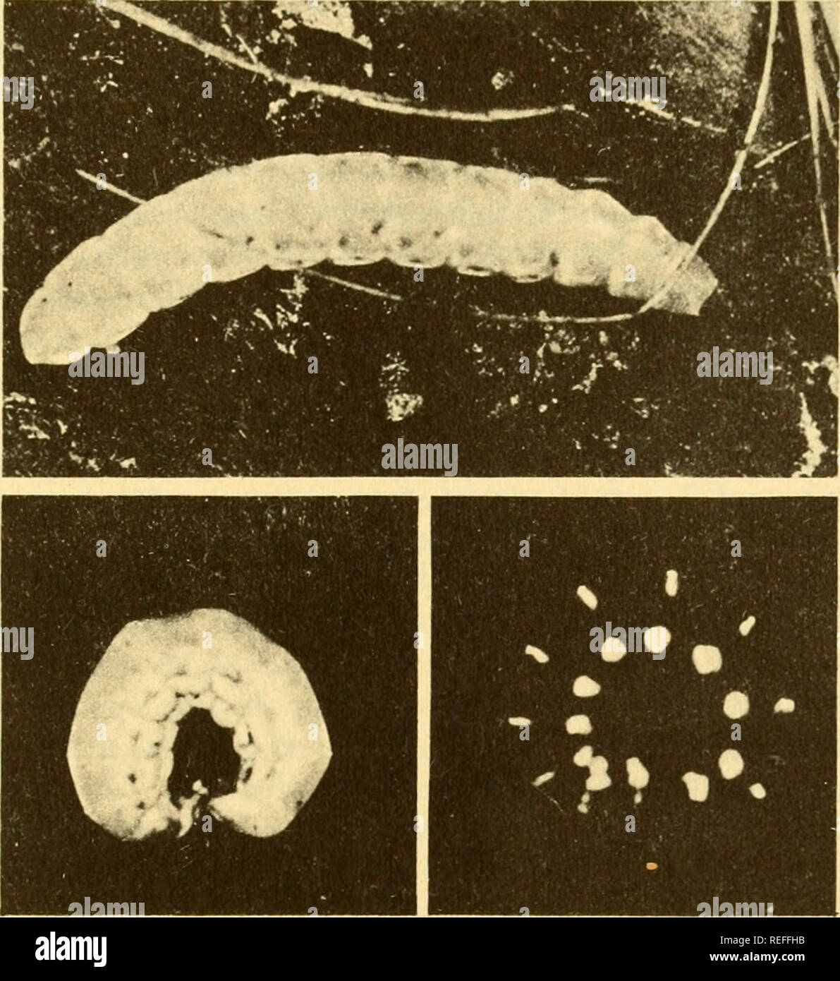 Comparative animal physiology. Physiology, Comparative; Physiology, Comparative. Biol inninesccnce 665 Light jiroduction among the chordatcs is restricted to the protochordates and hshcs. A kiminous slime is produced, for example, bv species Comparative animal physiology. Physiology, Comparative; Physiology, Comparative. Biol inninesccnce 665 Light jiroduction among the chordatcs is restricted to the protochordates and hshcs. A kiminous slime is produced, for example, bv species