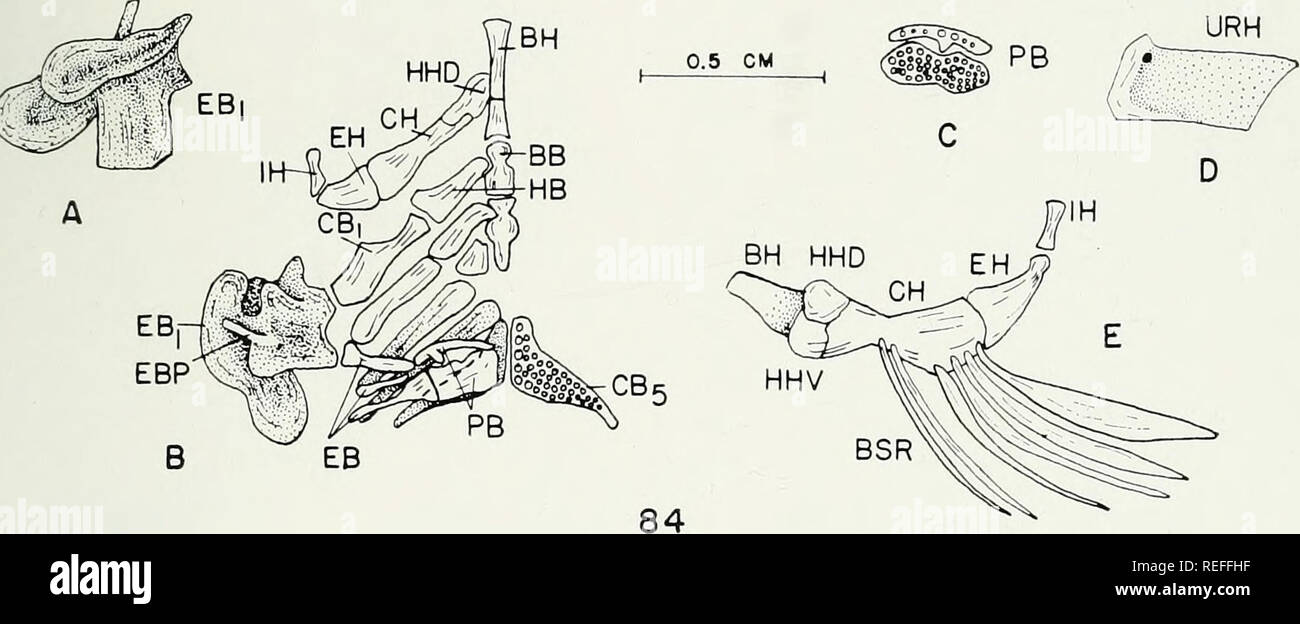 . The comparative osteology and phylogeny of the Anabantoidei (Teleostei, Pisces). Labyrinthici; Bones; Fishes. . Please note that these images are extracted from scanned page images that may have been digitally enhanced for readability - coloration and appearance of these illustrations may not perfectly resemble the original work.. Liem, Karel F. Urbana, University of Illinois Press Stock Photo