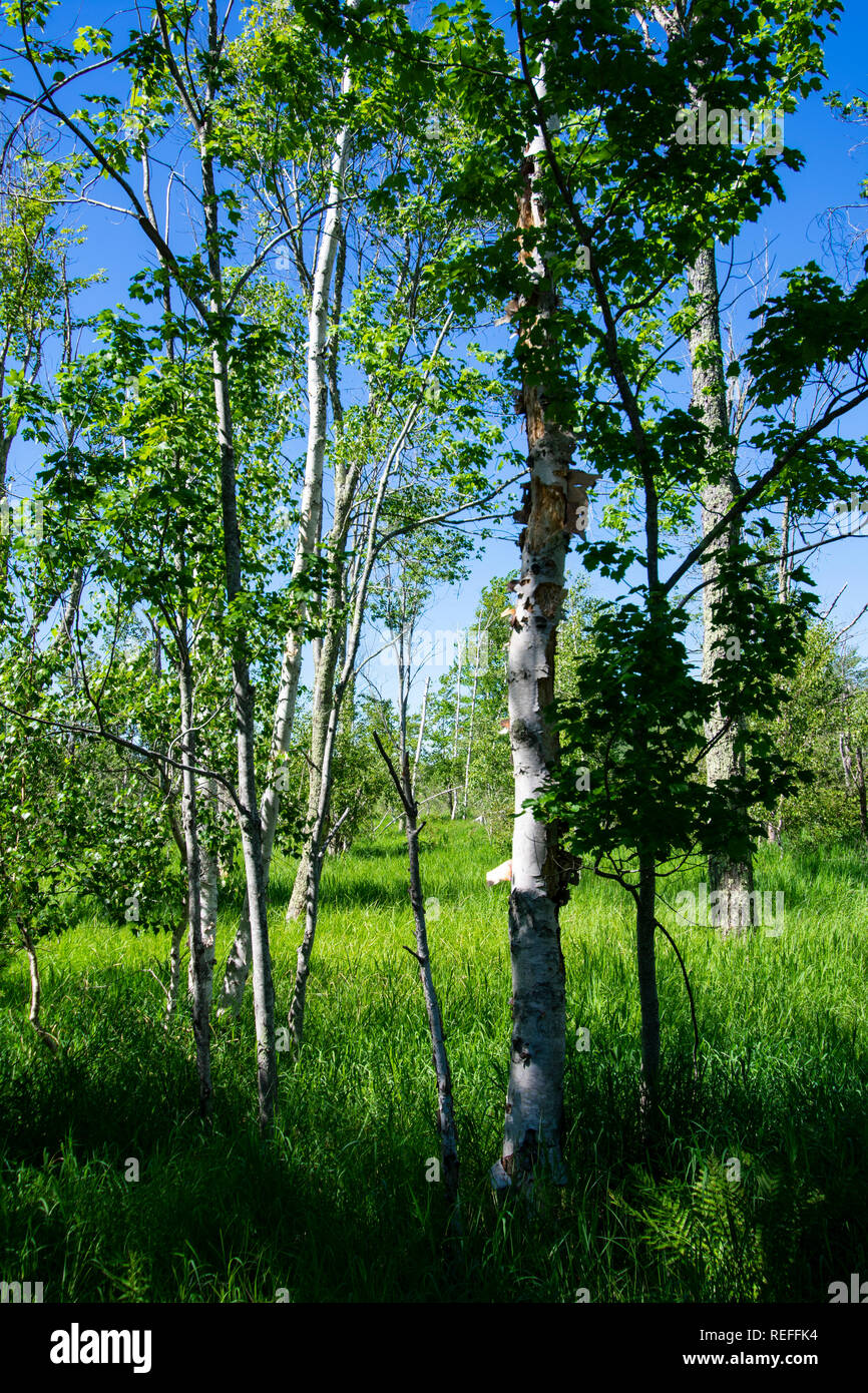 Birch trees on summer day Stock Photo - Alamy