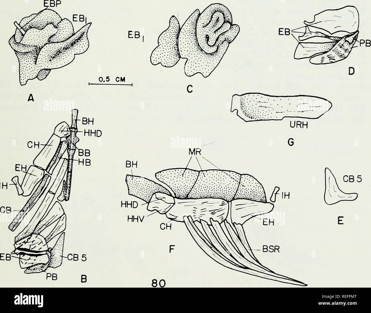 . The comparative osteology and phylogeny of the Anabantoidei (Teleostei, Pisces). Labyrinthici; Bones; Fishes. 121. Please note that these images are extracted from scanned page images that may have been digitally enhanced for readability - coloration and appearance of these illustrations may not perfectly resemble the original work.. Liem, Karel F. Urbana, University of Illinois Press Stock Photo