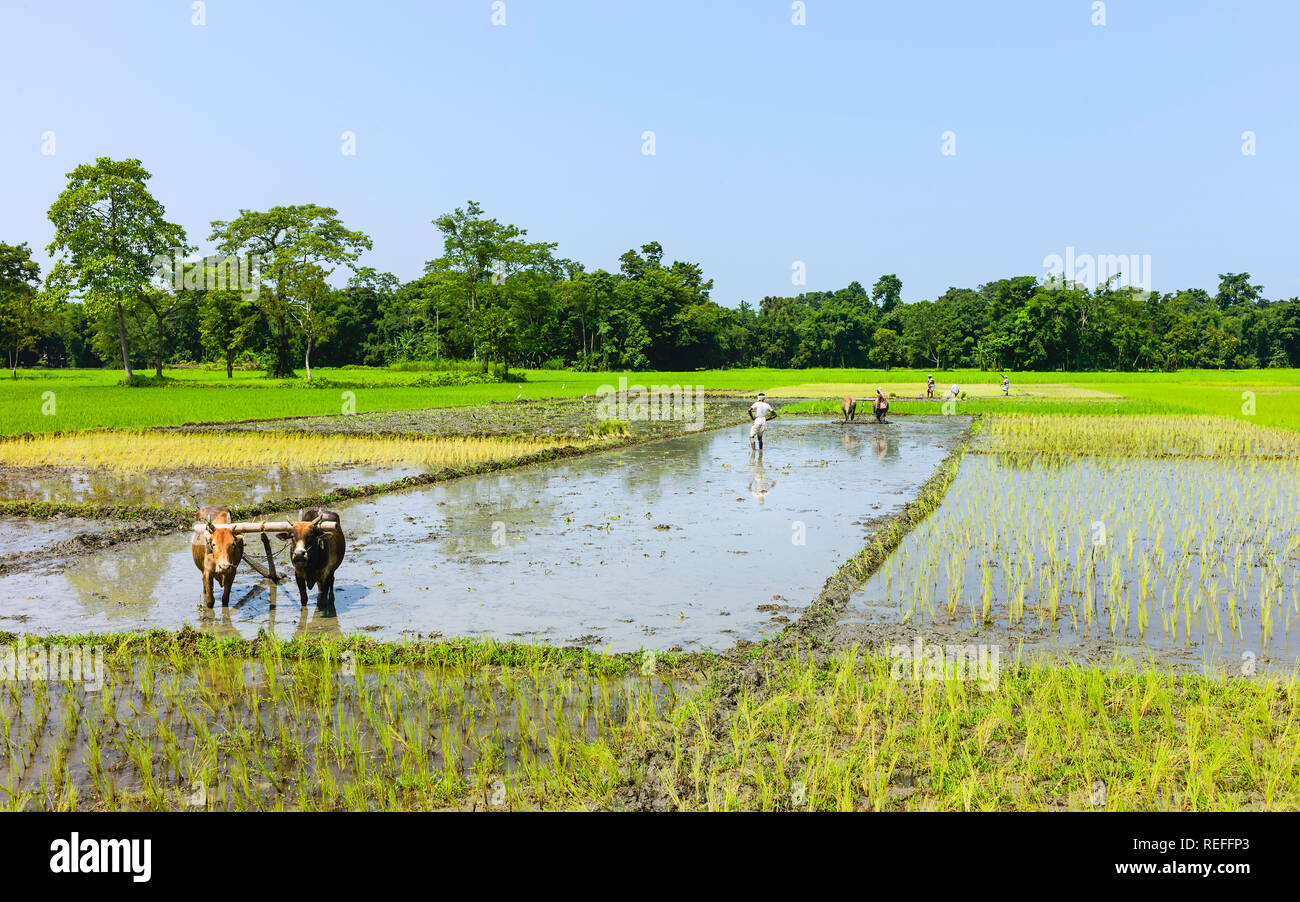 Majuli, Assam, India. Team of oxen work waterlogged paddy fields and farmers plant saplings during monsoon season, Majuli, Assam, India. Stock Photo