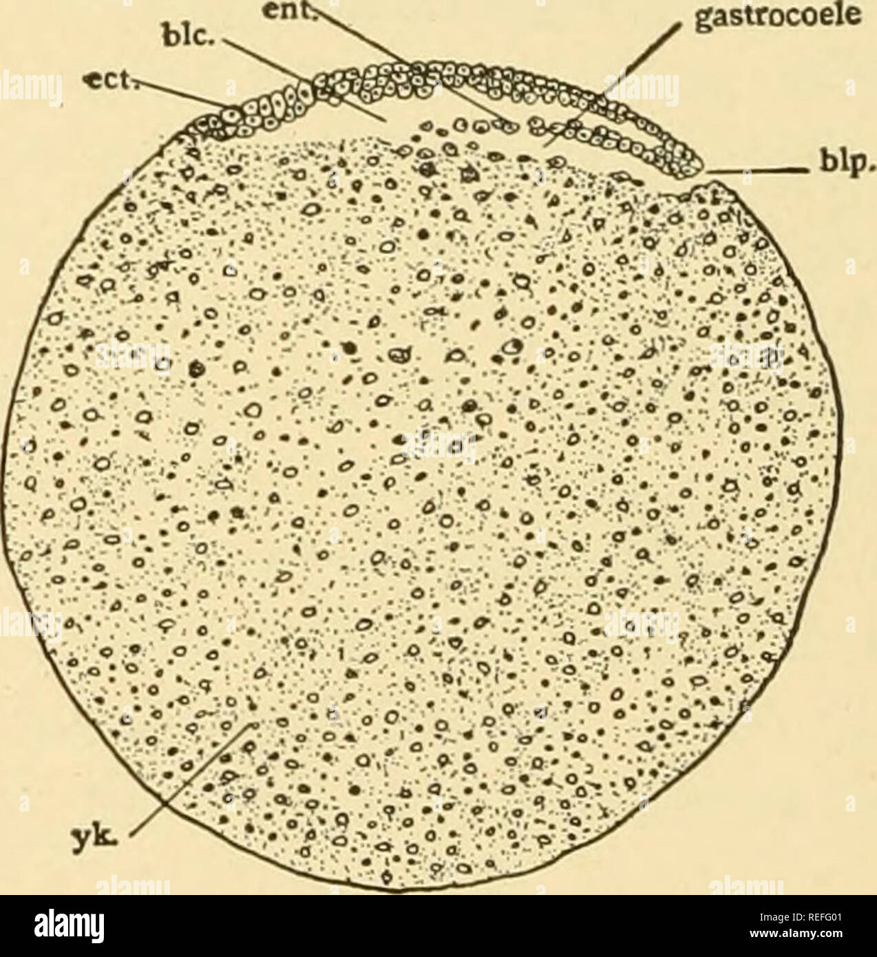 Egg yolk differences hires stock photography and images Alamy