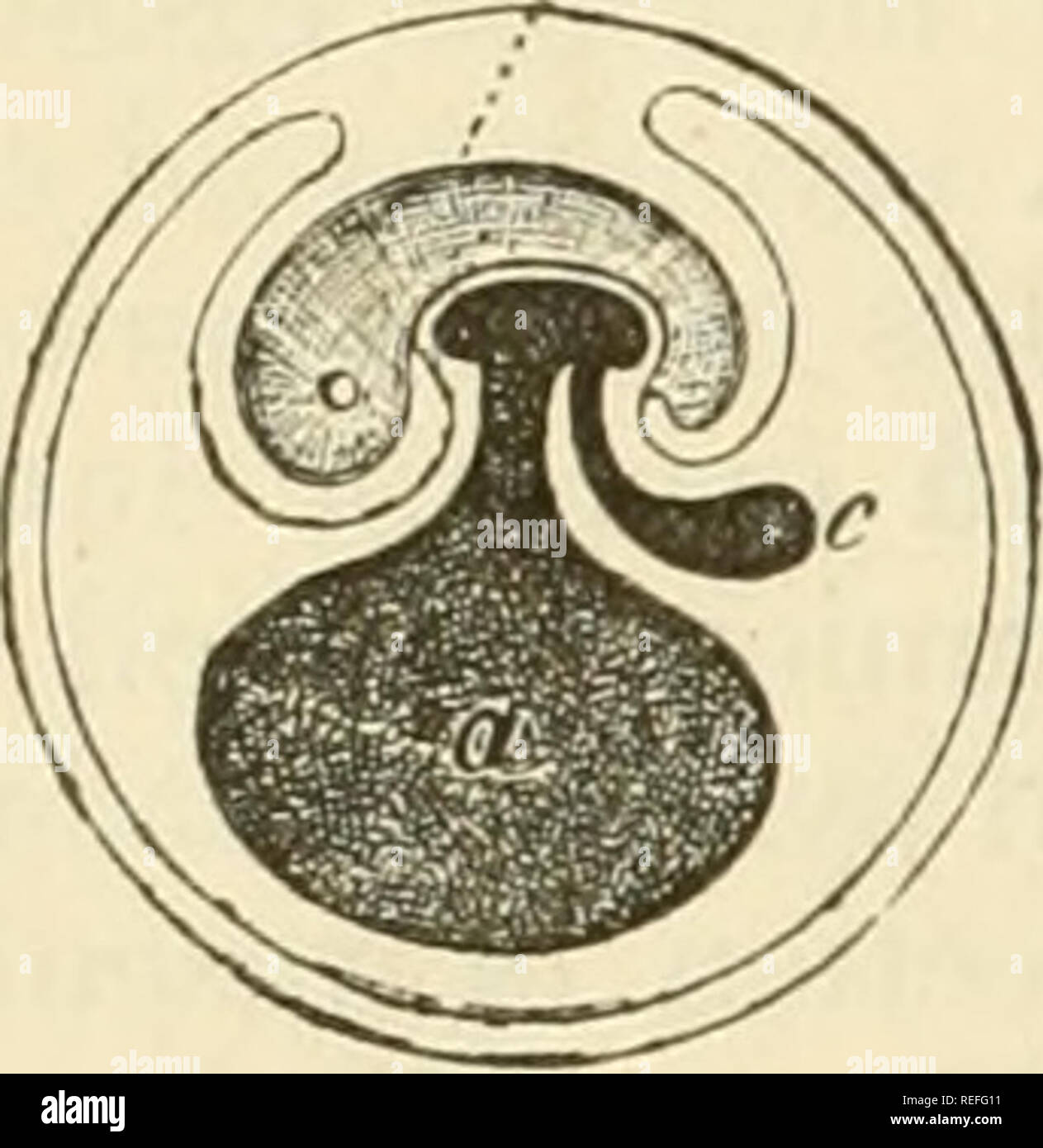 . The comparative anatomy of the domesticated animals. Veterinary anatomy. 896 EMBRYOLOGY. placental tufts. It adheres to the internal surface of the uterus. Between the two membranes there is found a small quantity of sanguinolent fluid. The internal face, lined by the external layer of the allantois, is united in the closest manner to that membrane, except at the umbilical cord, where there exists a kind of conical infundibulum occupied by the umbilical vesicle. Structure.—The chorion is a delicate fibrous membrane, traversed by the vascular ramifications of the placenta. It is formed by the Stock Photo
