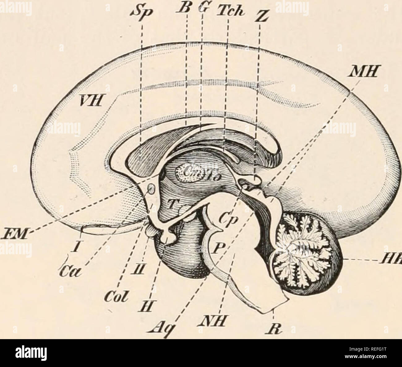 Comparative Anatomy Of Vertebrates Anatomy Comparative - 