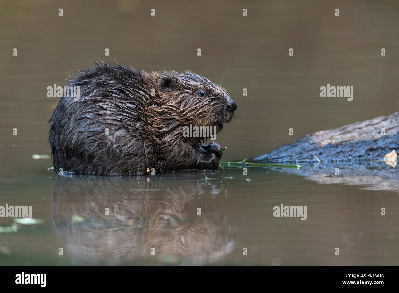 Beaver Kit; Caster fiber Single Kit Holding Twig Devon; UK Stock Photo