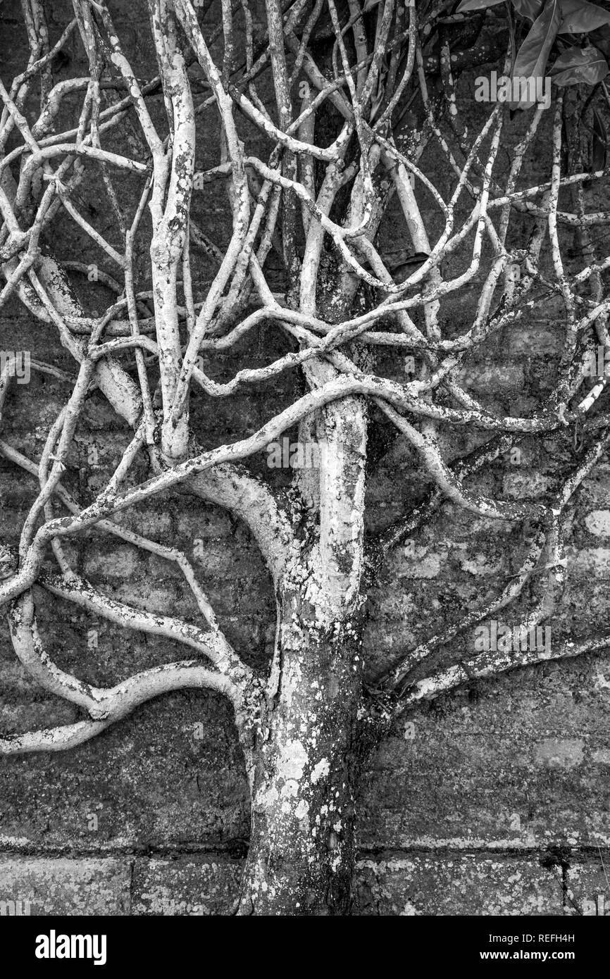 Climber Tree Trunk; Cornwall; UK Stock Photo Alamy