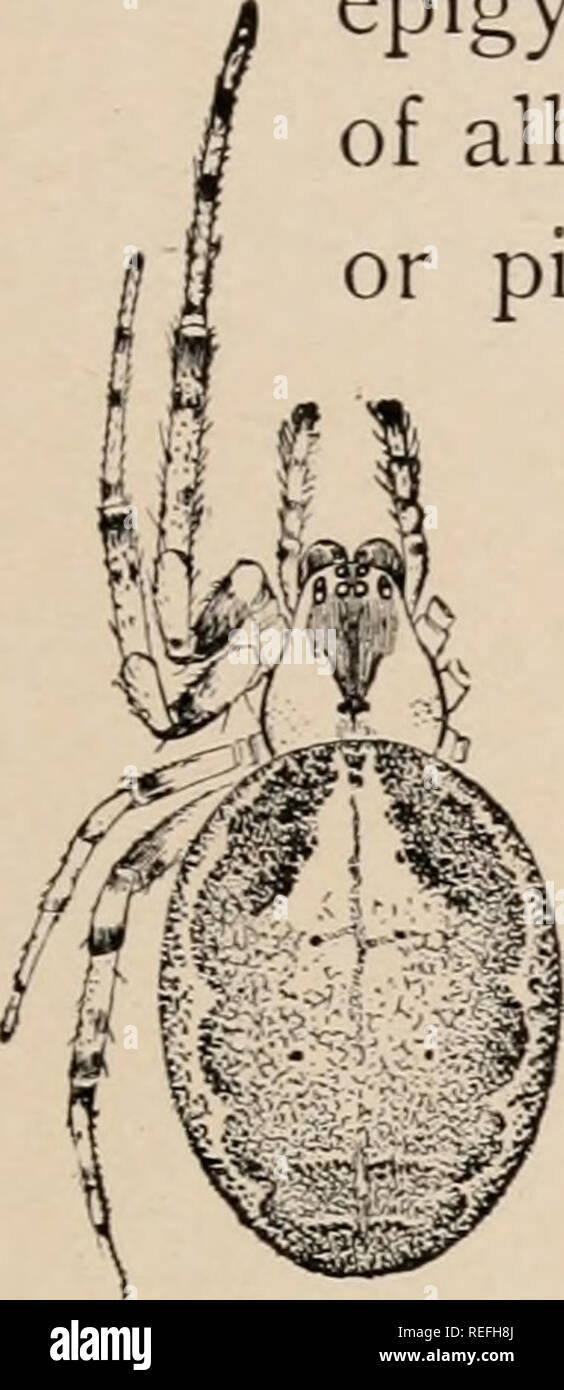 . The common spiders of the United States. Spiders -- United States. THE EPEIRID.E I85. Fig. 431. Female Zilla atrica, en- larged four times. underneath. middle pairs than they are from each other. The mandibles are large and thickened in the middle toward the front. The epigynum and the spinnerets are both small. The color of all the species is gray, with sometimes a little yellow or pink in the lighter parts. The cephalothorax has usually, but not always, a dark border at the sides and a middle dark line that widens and becomes lighter toward the eyes. The abdomen has a wide middle stripe li Stock Photo