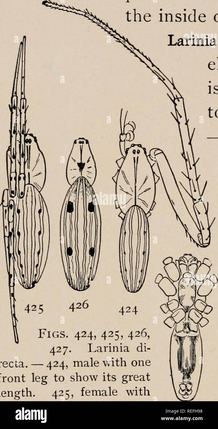. The common spiders of the United States. Spiders -- United States. 182 THE COMMON SPIDERS and sometimes almost black at the sides, on the sternum, and around the spinnerets. The epigynum (fig. 422) has a slender pointed finger reaching halfway to the spinnerets. The male (fig. 423) has the head narrower than the female, and the abdomen as small as the cephalothorax. The legs are longer and more slender, with the metatarsus of the second pair curved inward, and a long forked spine on the inside of the tibia of the same legs. Larinia directa. — This resembles a much elongated Epeirapratensis ( Stock Photo