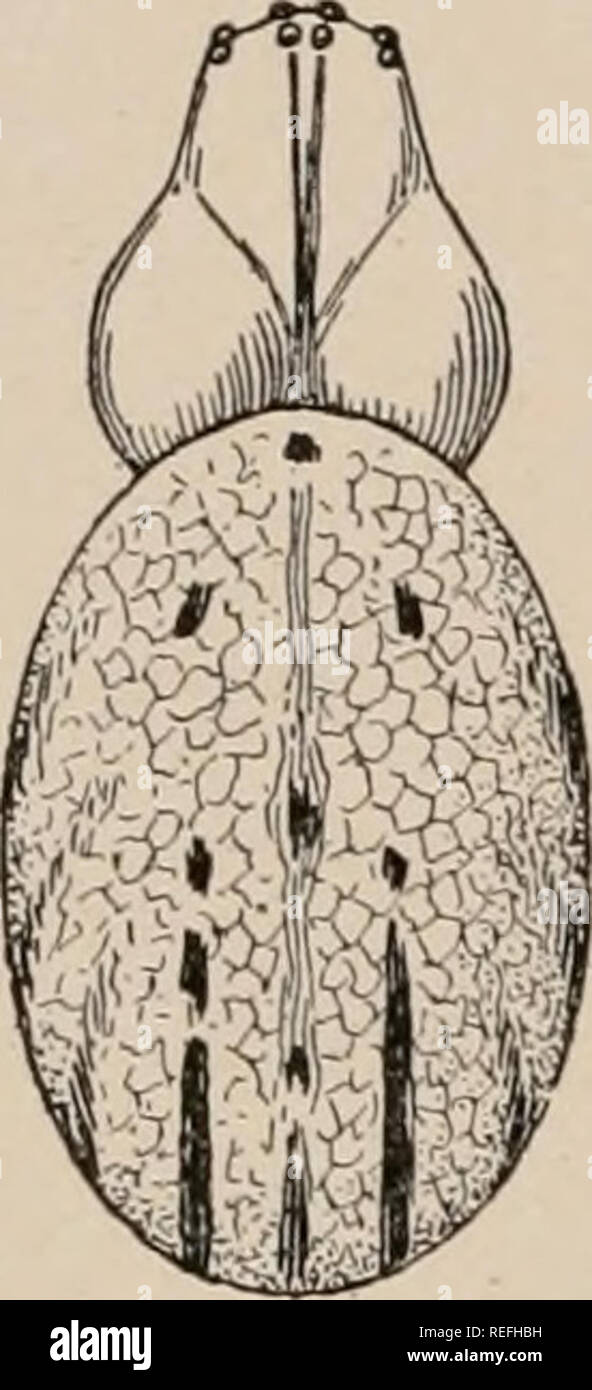 . The common spiders of the United States. Spiders -- United States. spots and black and yellow markings (fig. 411). The abdomen is marked with two parallel lines on the hinder half and three smaller black spots in front, the latter often absent. The parallel lines are sometimes broken up into rows of spots, and these may form part of several transverse black and yellow marks. The cephalothorax has a narrow black line in the middle from the dorsal groove nearly to the eyes. The feet are black toward the claws, and the spines of the legs are long and black. The first and second femora have a lo Stock Photo