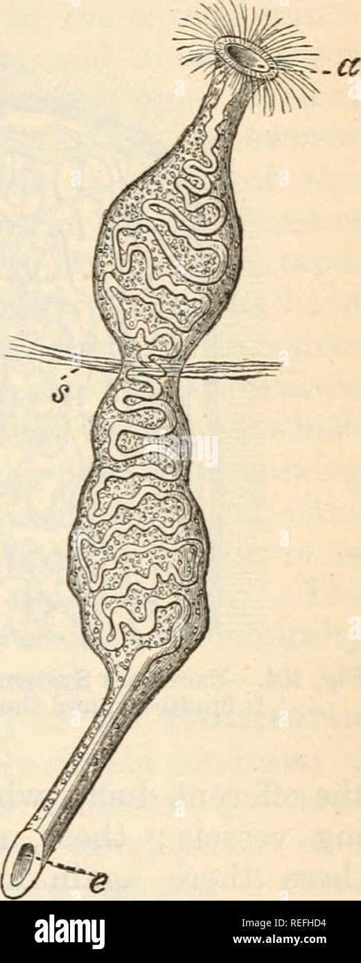 . Comparative anatomy and physiology. Chap. VII.] PL A TYHELMINTHES
