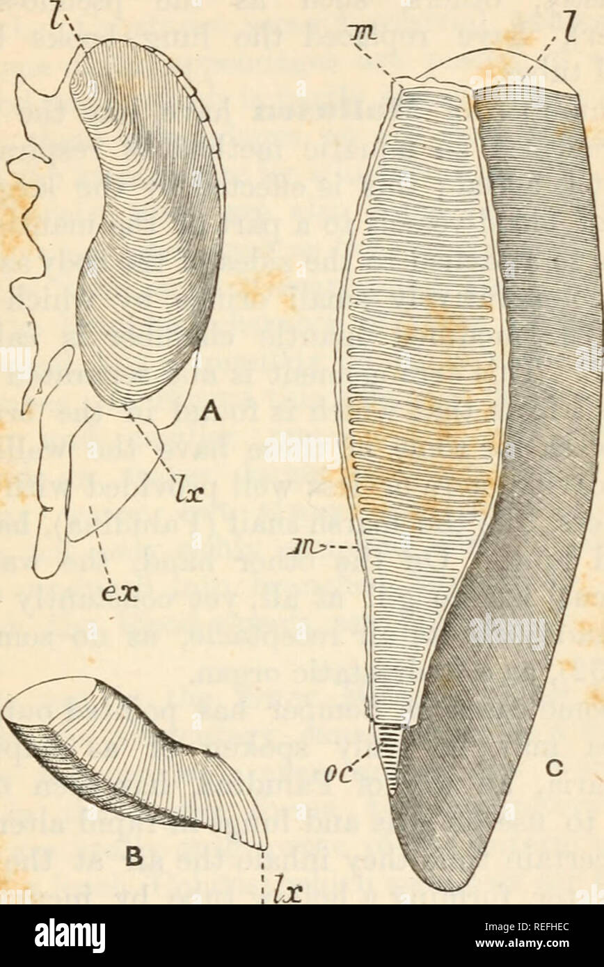 Limulus polyphemus anatomy hi-res stock photography and images - Alamy
