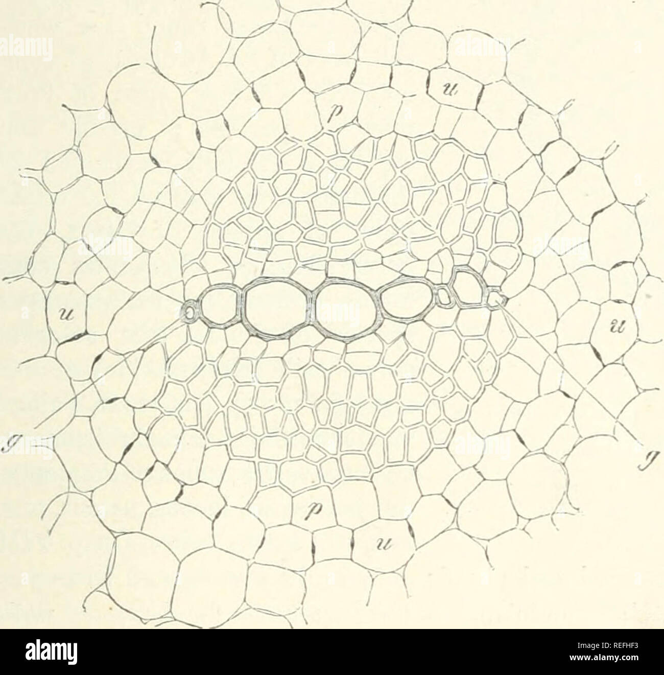 . Comparative anatomy of the vegetative organs of the phanerogams and