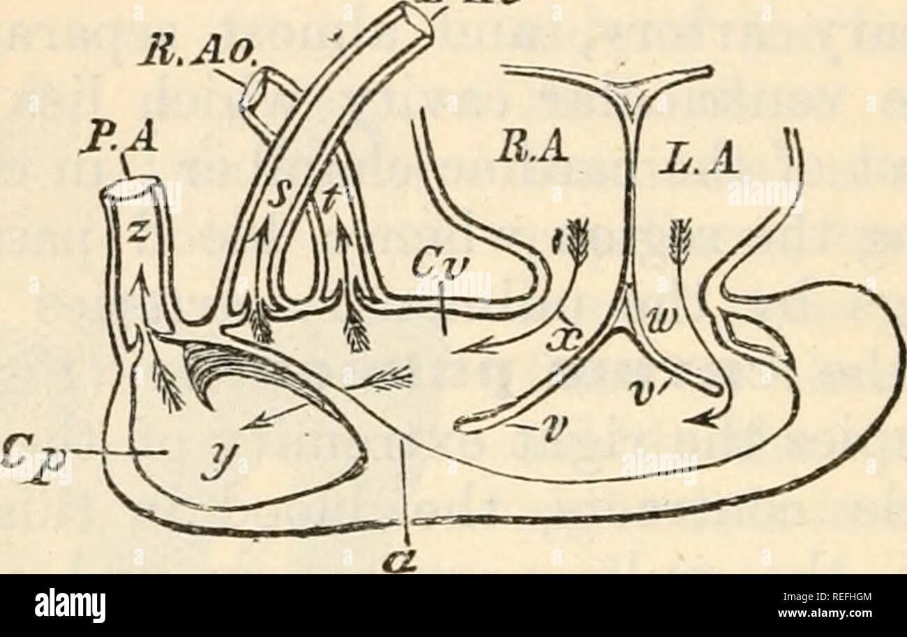 . Comparative anatomy and physiology. 200 COMPARATIVE ANATOMY AND PHYSIOLOGY. heart itself the freshly oxygenated or arterial, and the impure or venous blood never commingle; in the Crocodile, where an aortic arch is in communication with each half of the ventricle, the arterial and venous blood commingle outside the heart at the point of union of their two vessels (the so-called foramen Panizzse); in birds and mammals there is but L Ao Jt.Ao.. Fig1. 86.—Diagram of the Ventricle and connected parts in the Turtle ; showing the transversely elongated ventricle, with, the right and left auricles  Stock Photo