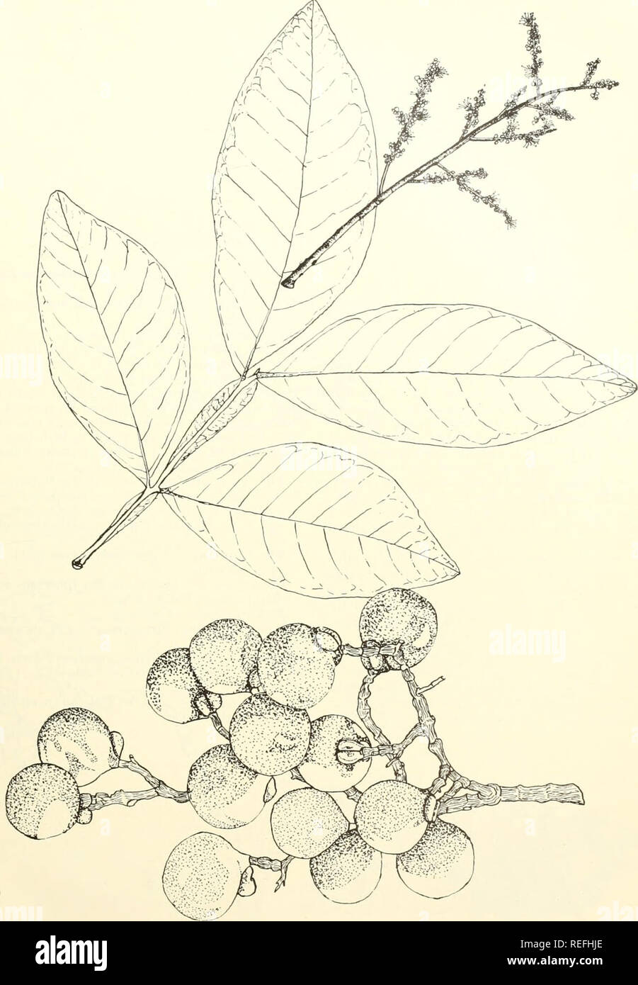 . Common trees of Puerto Rico and the Virgin Islands. Trees -- Puerto Rico; Trees -- Virgin Islands of the United States. 141. Jabonclllo, wingleaf soapberry Natural size. Sapindus saponaria L. 309. Please note that these images are extracted from scanned page images that may have been digitally enhanced for readability - coloration and appearance of these illustrations may not perfectly resemble the original work.. Little, Elbert Luther, 1907-; Wadsworth, Frank H. (Frank Howard). Washington, D. C. : U. S. Dept. of Agriculture, Forest Service Stock Photo