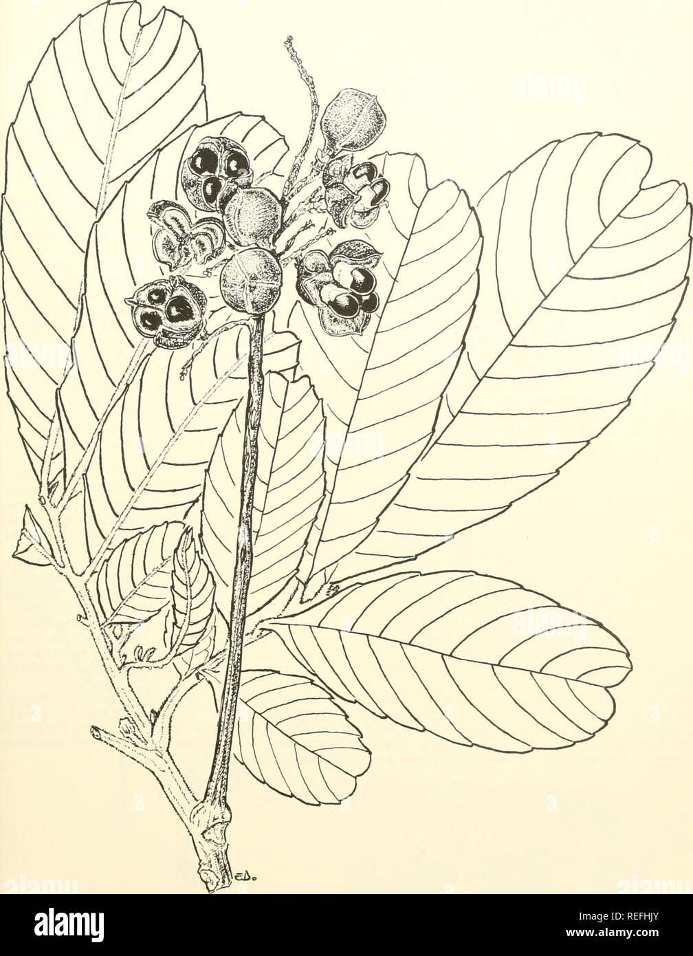 . Common trees of Puerto Rico and the Virgin Islands. Trees -- Puerto Rico; Trees -- Virgin Islands of the United States. 138. Guara Natural size. Cupania americana L. 303. Please note that these images are extracted from scanned page images that may have been digitally enhanced for readability - coloration and appearance of these illustrations may not perfectly resemble the original work.. Little, Elbert Luther, 1907-; Wadsworth, Frank H. (Frank Howard). Washington, D. C. : U. S. Dept. of Agriculture, Forest Service Stock Photo