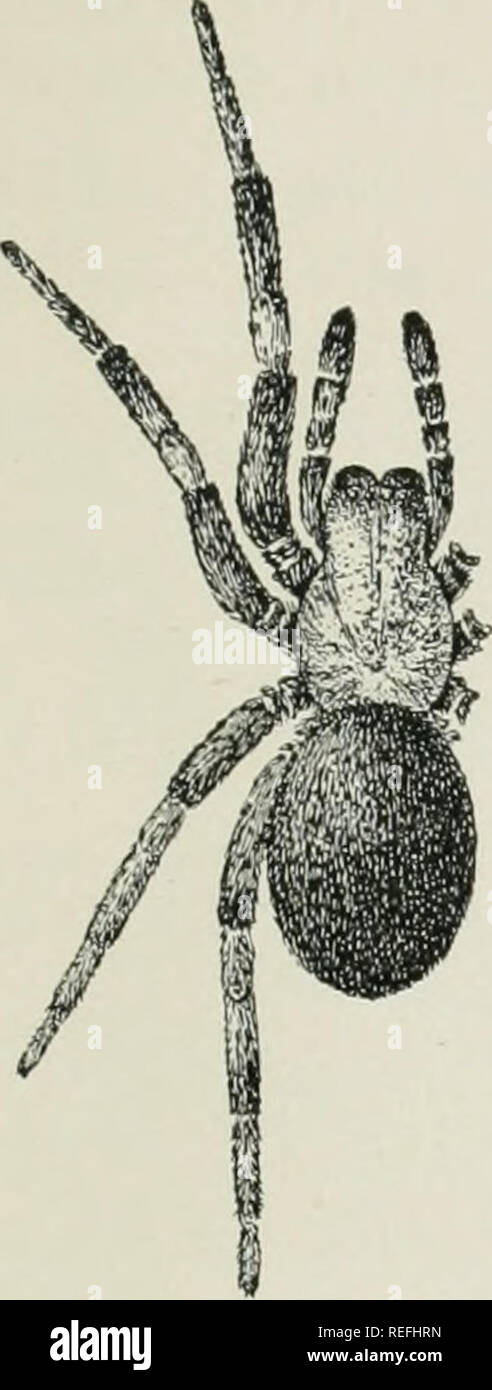 . The common spiders of the United States. Spiders. THE CINIFLONIDyE, OR CRIBELLATA 215. Amaurobius ferox. — This lives in houses and is probably an imported species, as it is more common in Europe. It grows a little larger than sylvestris (fig. 489), and the head is a little more narrowed in front of the legs. The colors and markings are much as in sylvestris, but the abdomen is often darker, and the middle light stripe on the front more distinct. The epigynum has a larger middle lobe, and the lateral lobes are straighter and do not meet in the middle. The males are colored like the females a Stock Photo