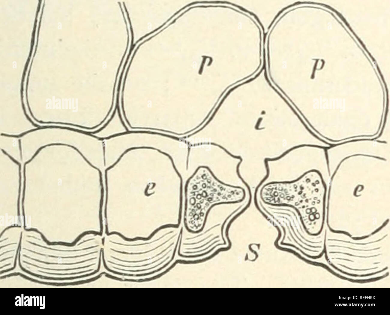 . Comparative anatomy of the vegetative organs of the phanerogams and ferns. Plant anatomy; Phanerogams; Ferns. EPIDERMIS. o c variously inclined to the slit, or bluntly angular; it has usually at the united ends of the cell a different form, and also larger diameter than at the part bordering on the slit. Examples, Persoonia myrtilloides and other Proteaceae Cycas^ Psilotum, Equisetum, Coniferse, Restiaceae, Grasses, Calycanthus ^, Scirpus, Iris, &amp;c. Along the slit, but at some distance from it, run in most cases on each guard-cell two ridge-like protuberances (belonging to the membrane, Stock Photo