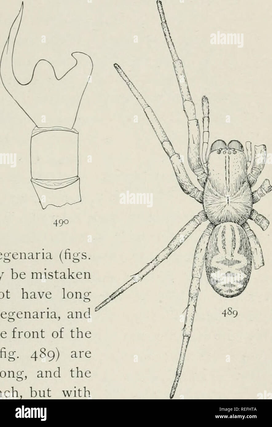 The common spiders of the United States. Spiders. THE CINIFL(3NID